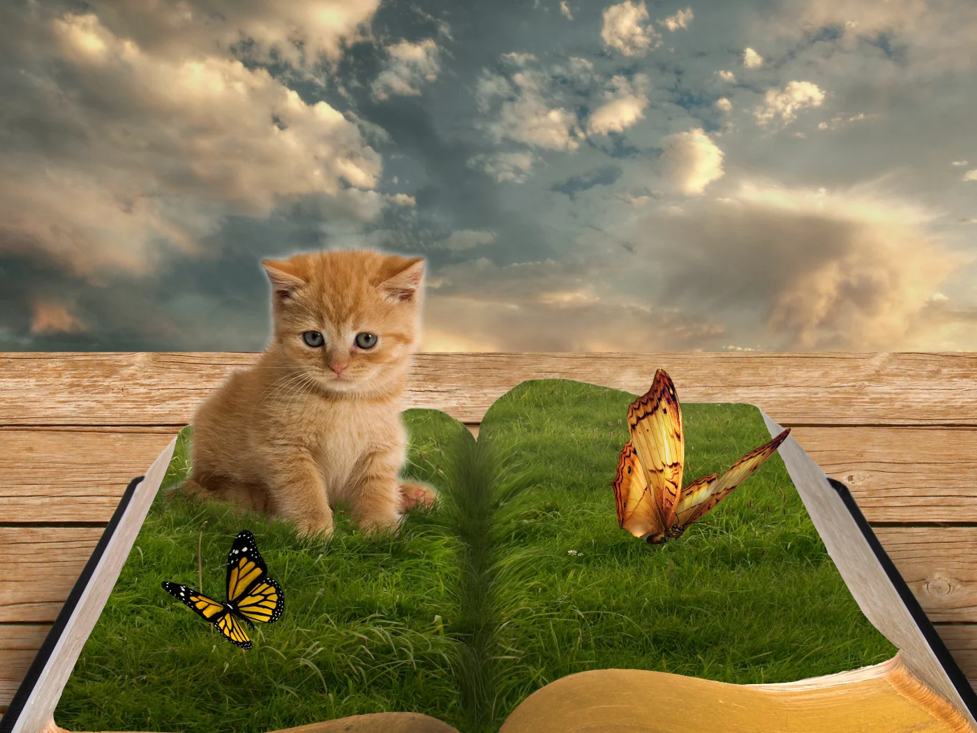 Котёнок, Бабочки, Живая книга