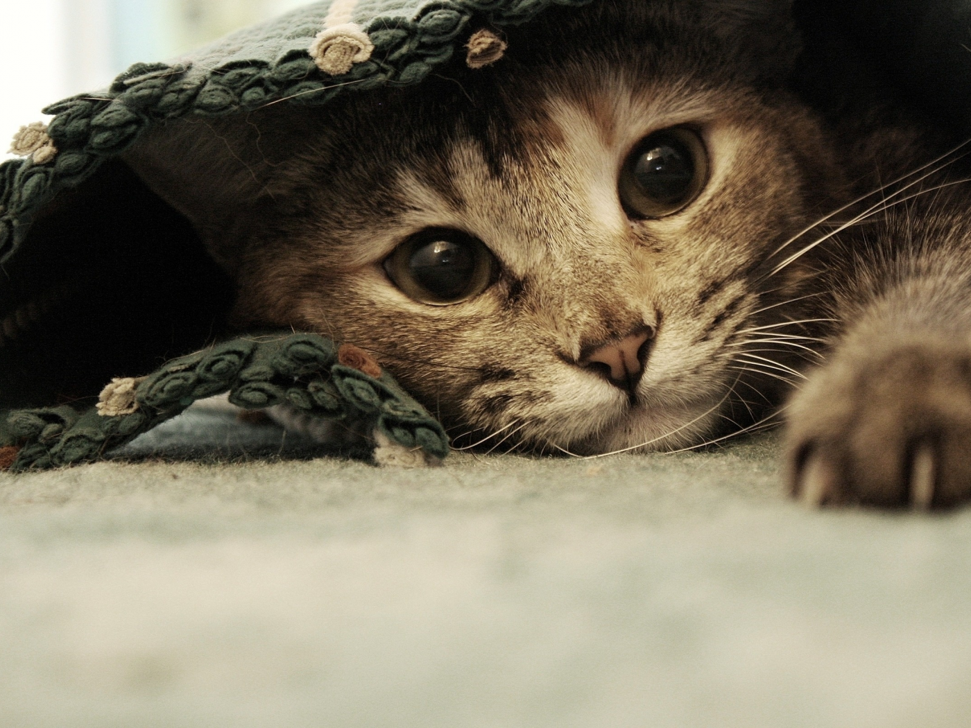 под одеялом, красивая, кошка, милая