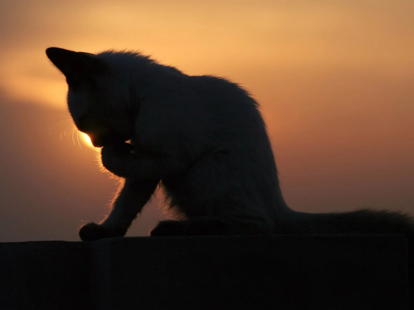 котенок, умывается, закат