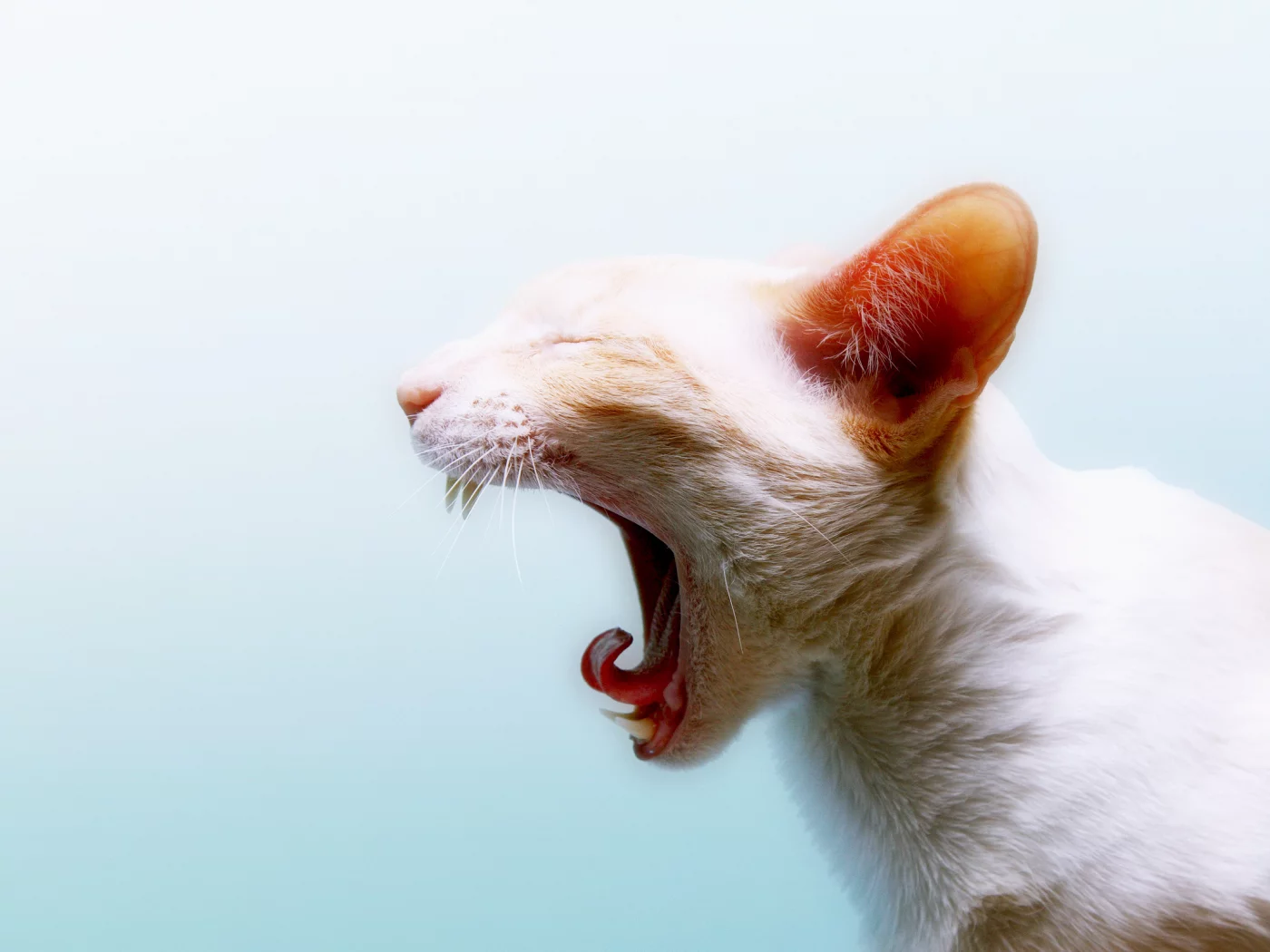 котяра, зубы, пасть