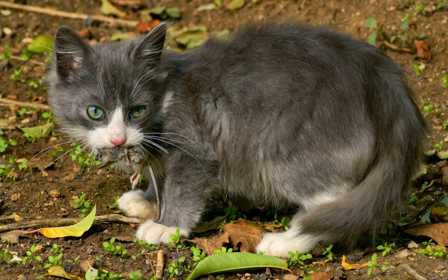 кошка, обед, мышка