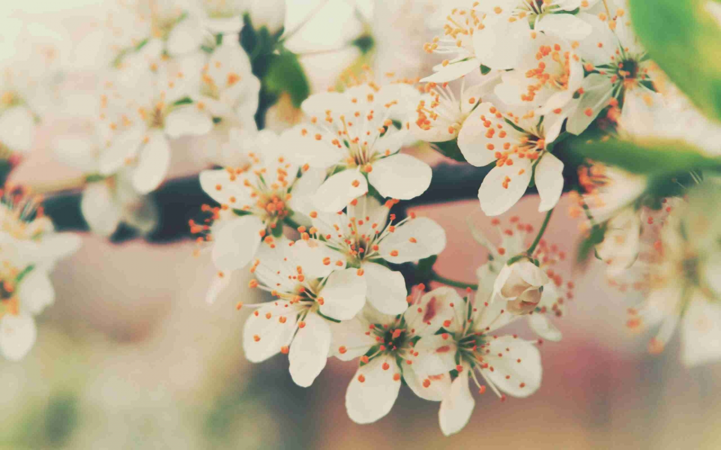 вишня, лепестки, цвет, весна, ветви, цветение, нежность, цветы