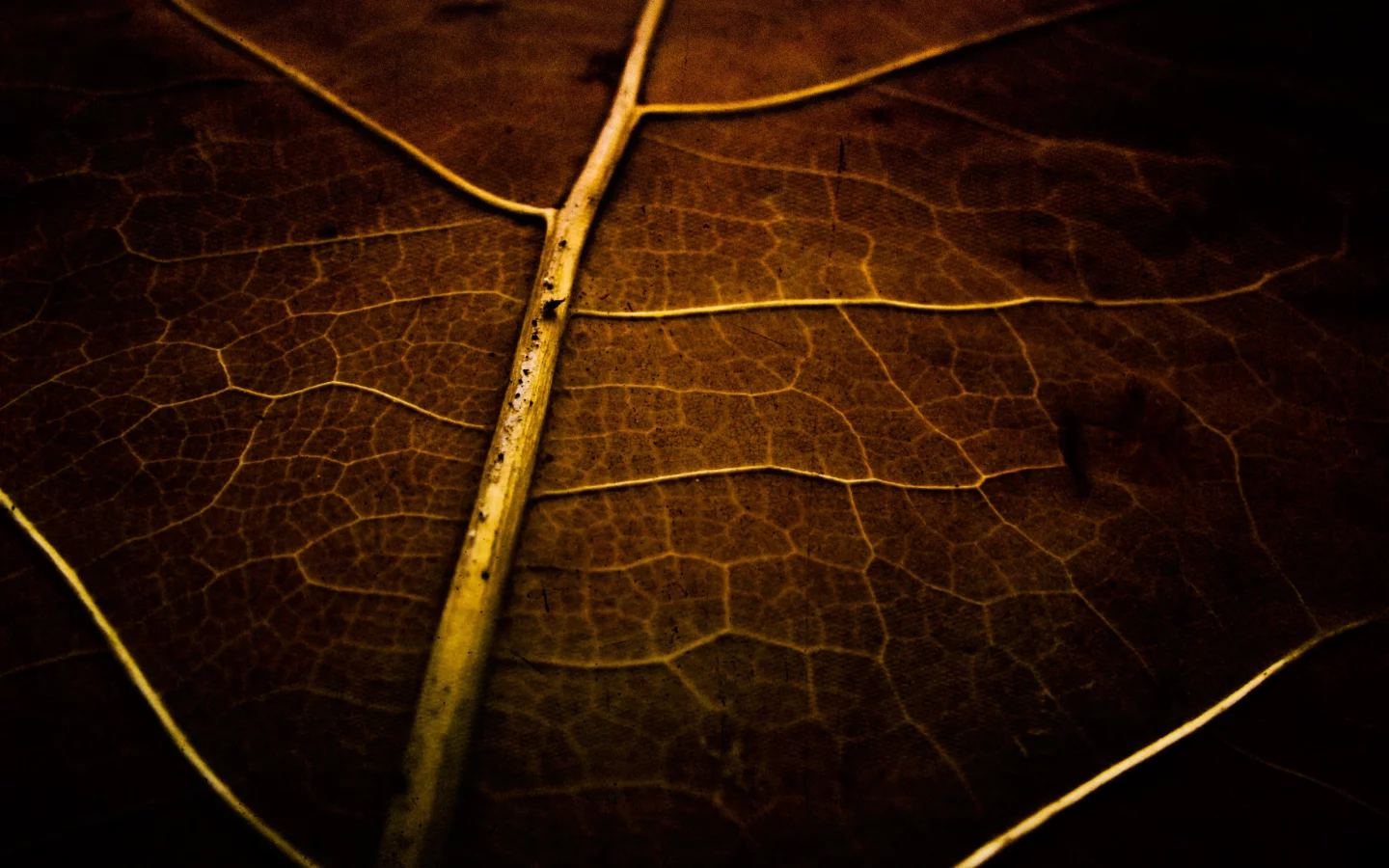 картинка, лист, макро, сухой, фото, обои, растение