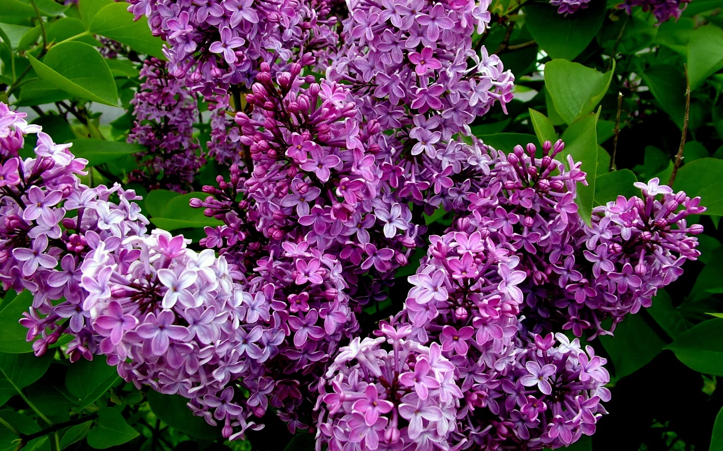 кусты, цветение, сирень