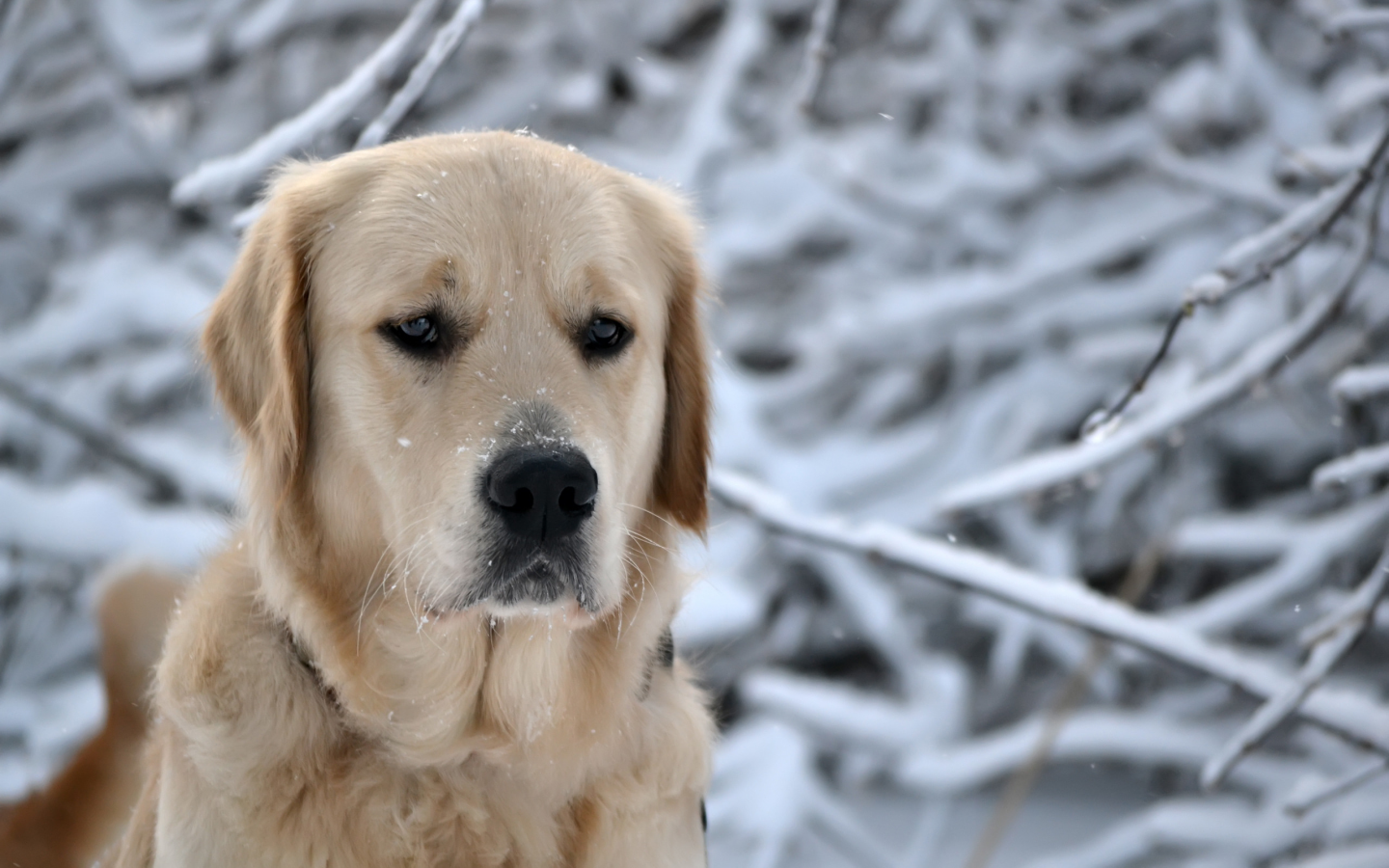 нос, пес, зима, природа, лес, порода, ретривер, собака, снежинки, морда, снег, голова, глаза