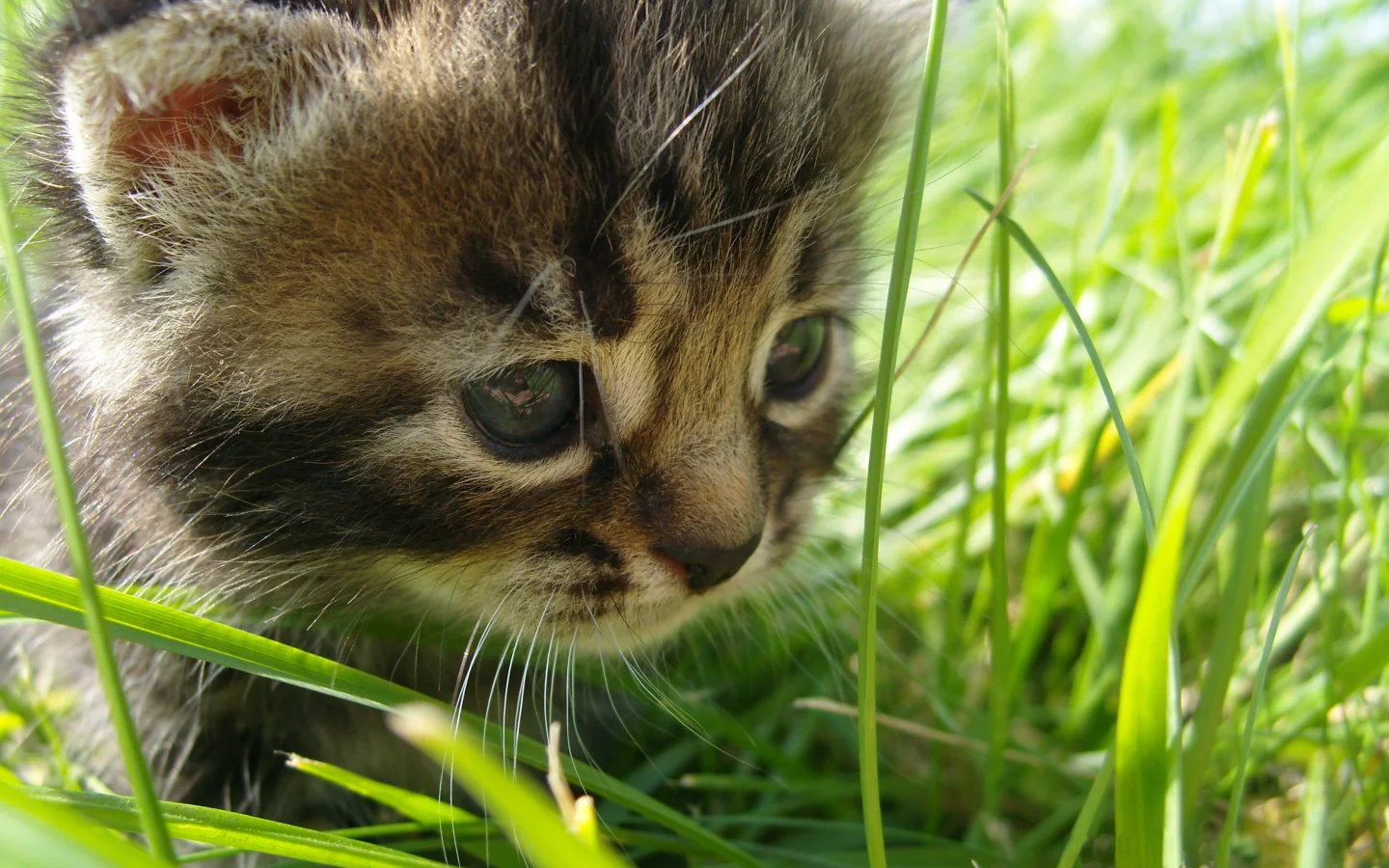 котёнок, лето, прогулка, прелесть, трава, природа