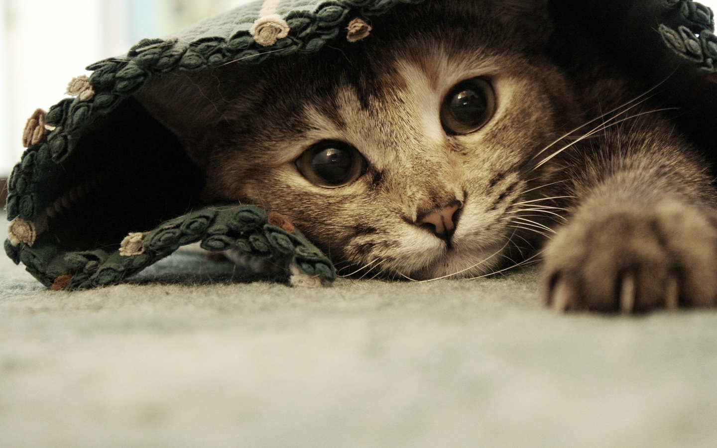 под одеялом, красивая, кошка, милая