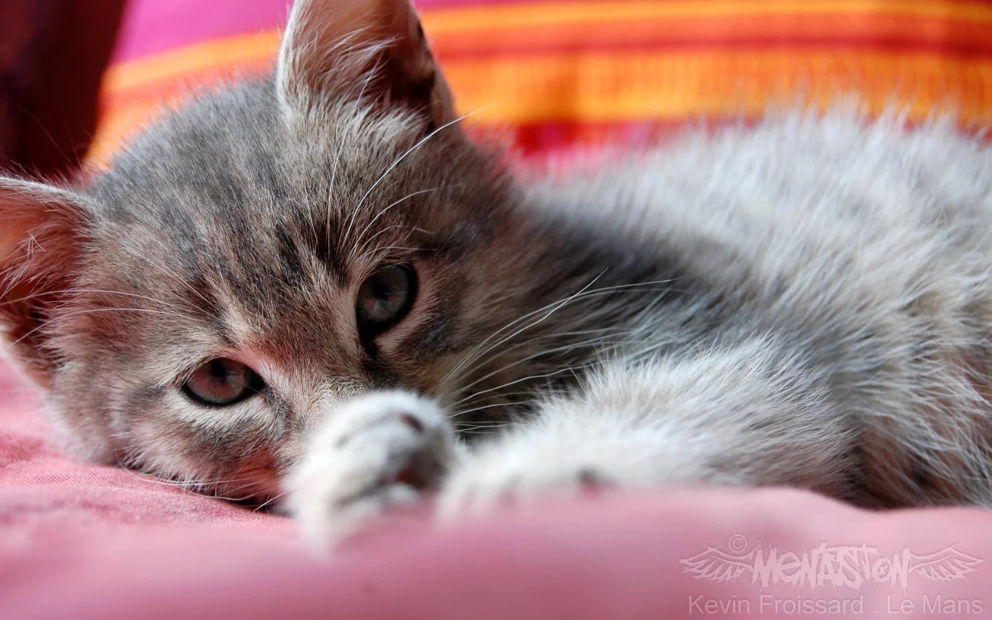 кошка, животное