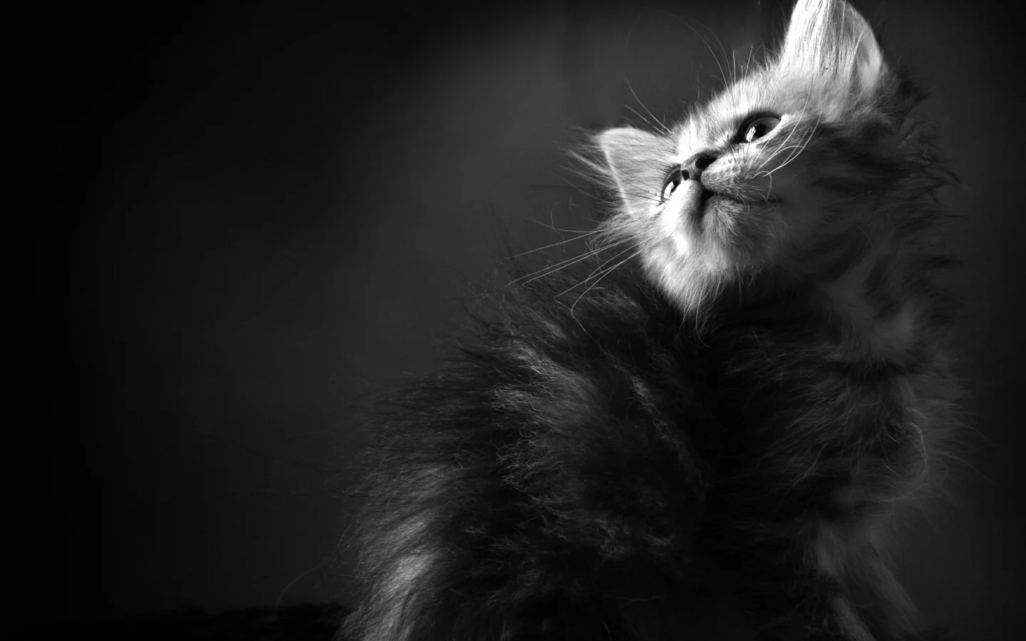 обои, чб, кошки, котенок
