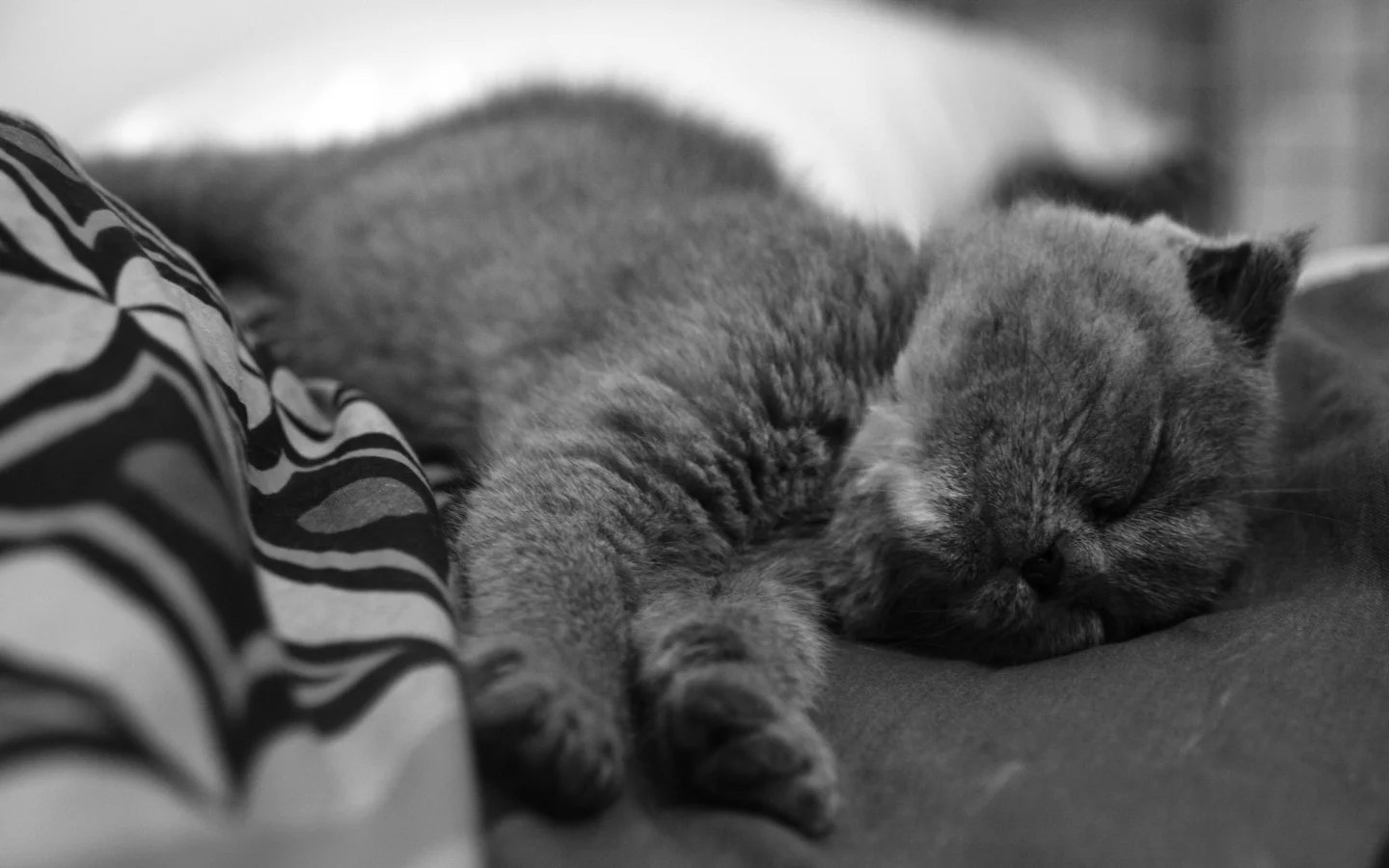 котенок, спит, нос