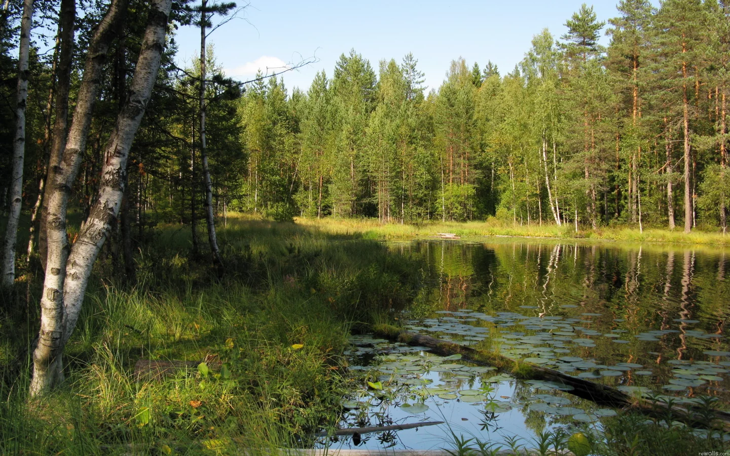 лето, пейзаж, лес, природа, озеро