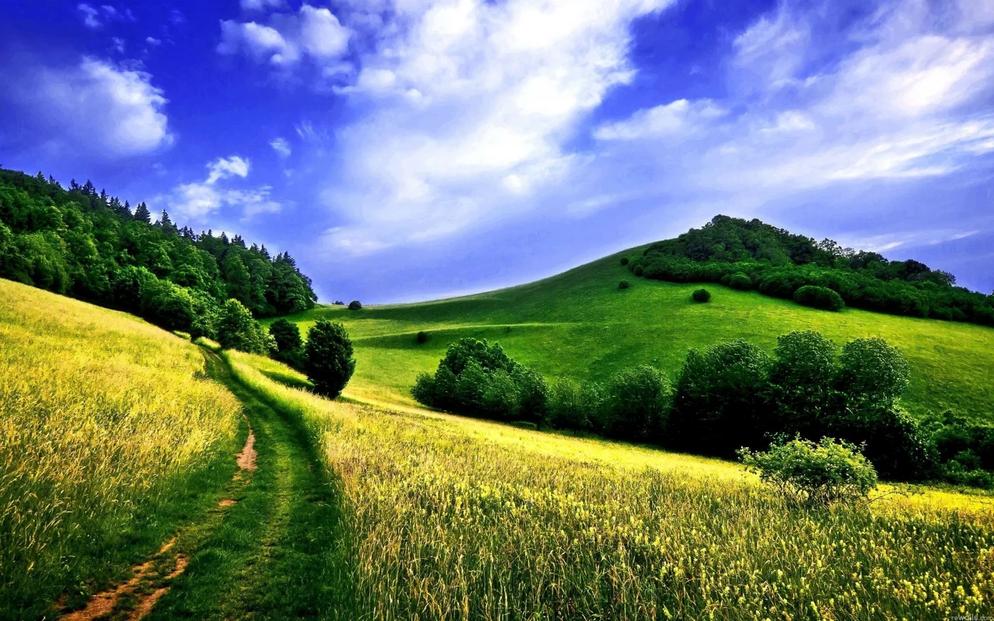 лес, дорога, поле