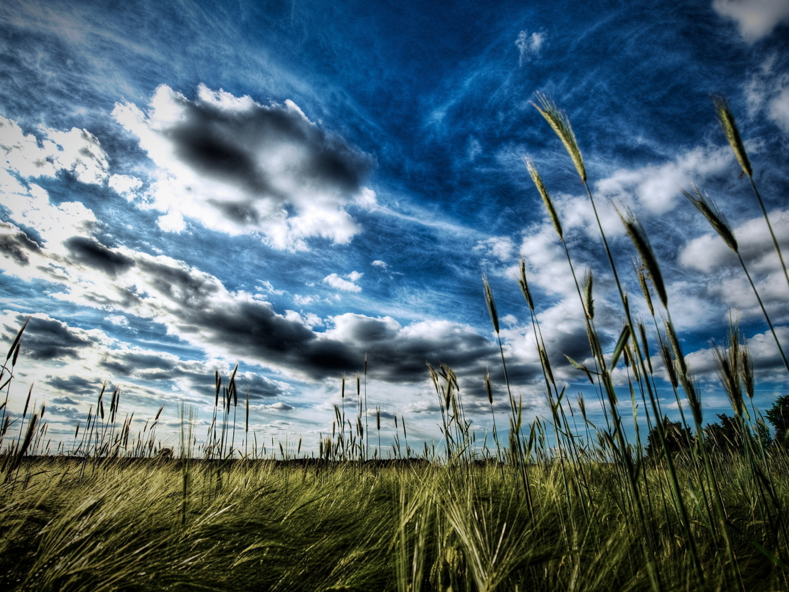 колоски, облака, трава, небо