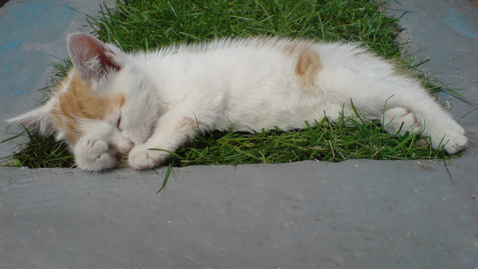 кот, котэ