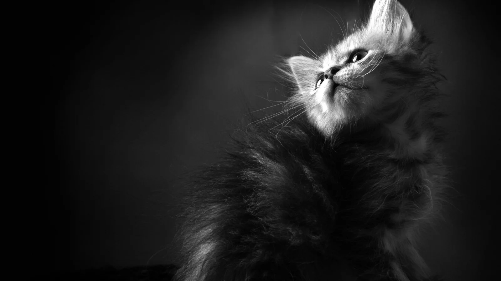 обои, чб, кошки, котенок