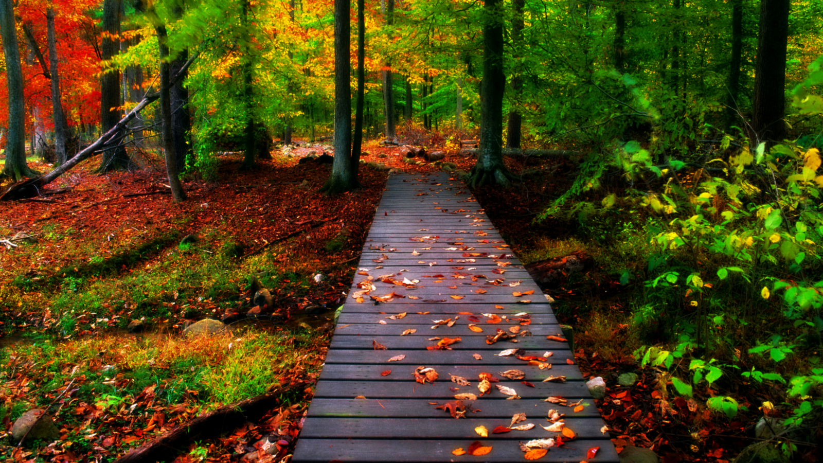 природа, лес, мостки, осень