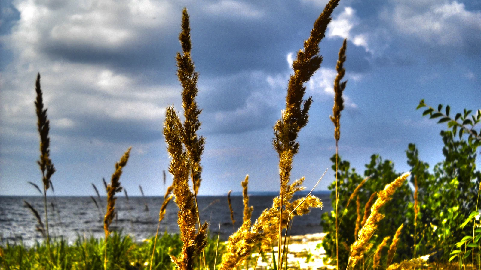 берег моря, облака, море, hdr, макро, колоски