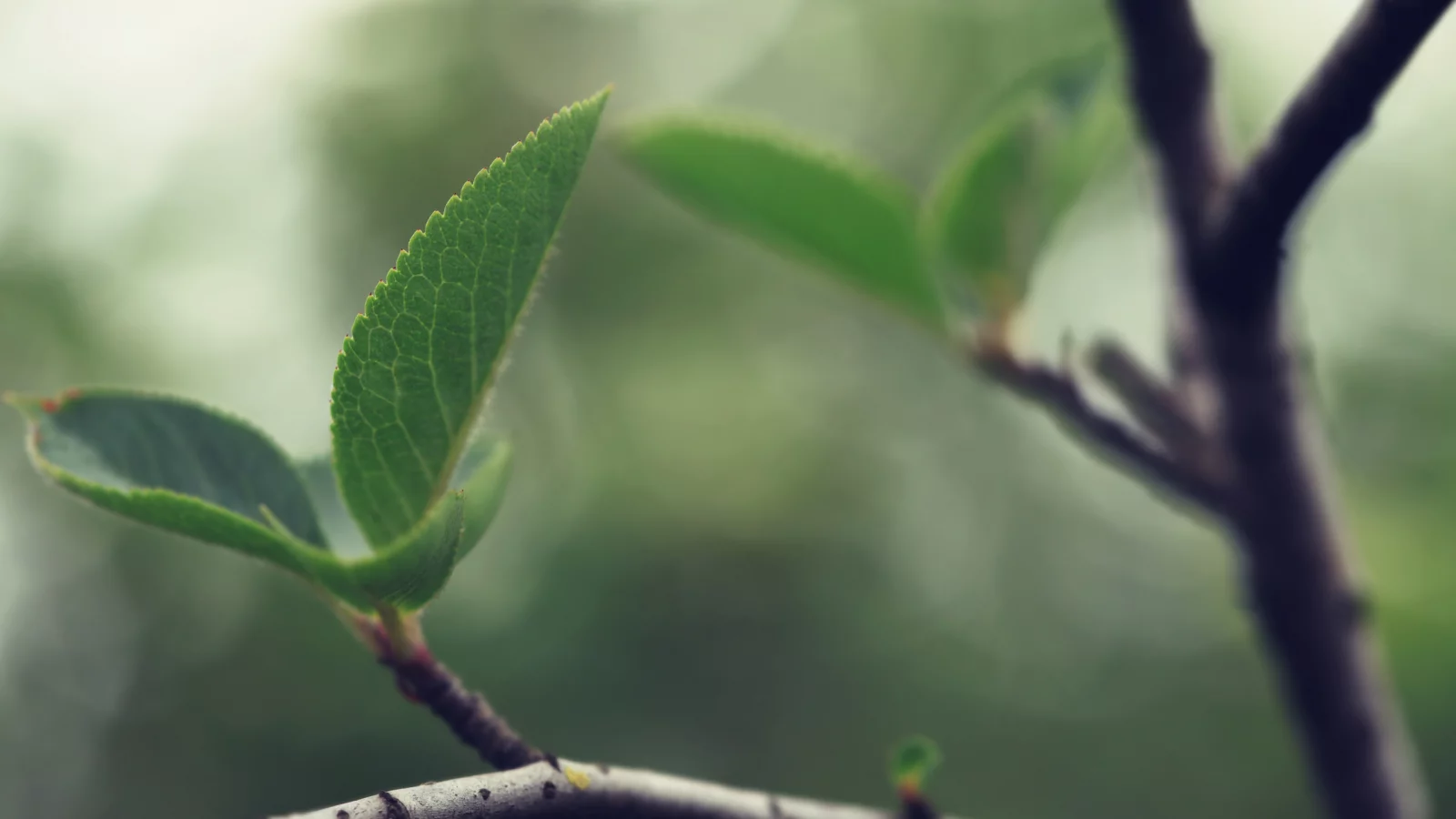 wood wallpapers, листки, древесина, дерево, листья, листва, листик, ветка, листок, ветки