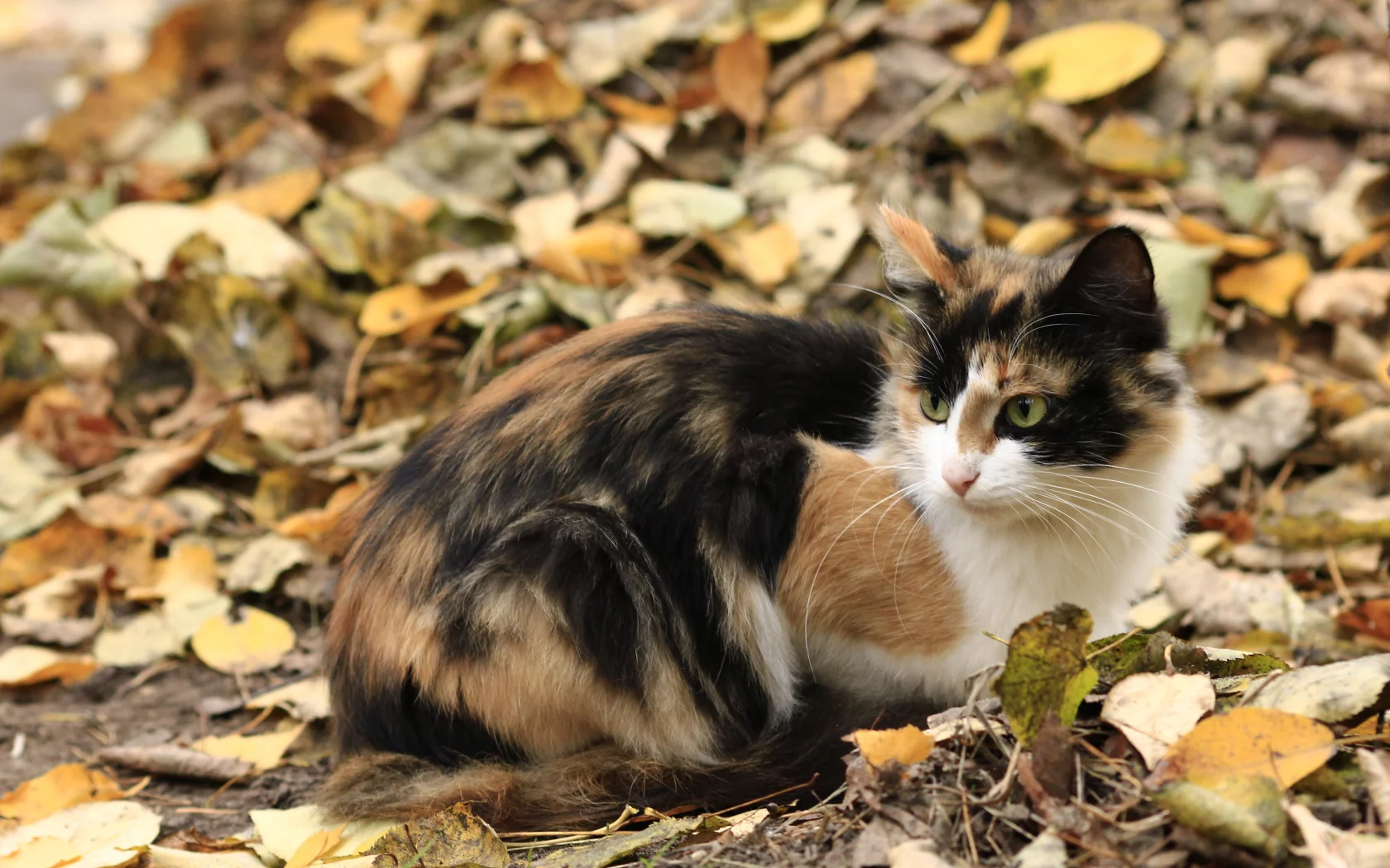 осень, кошка, листья, трехцветная