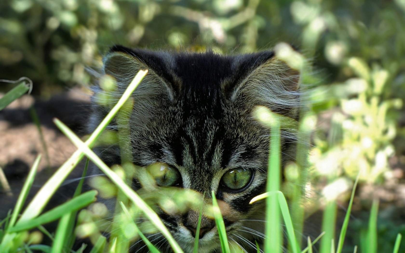трава, котенок, голова