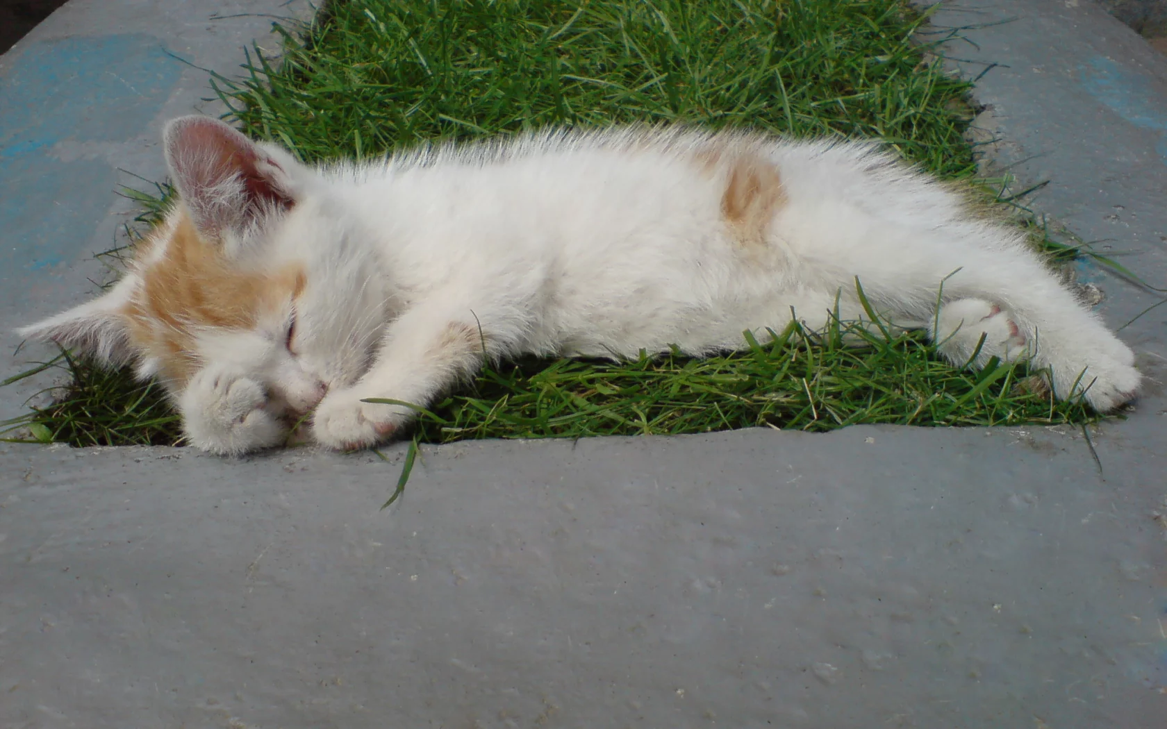 кот, котэ