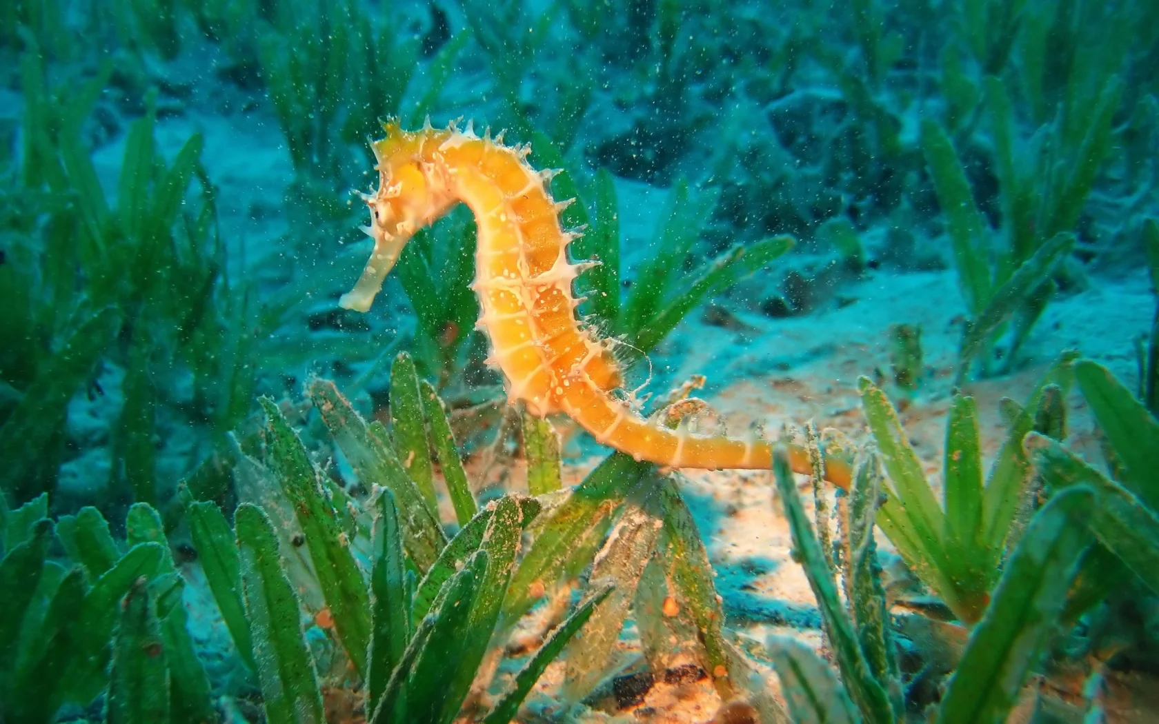 море, природа