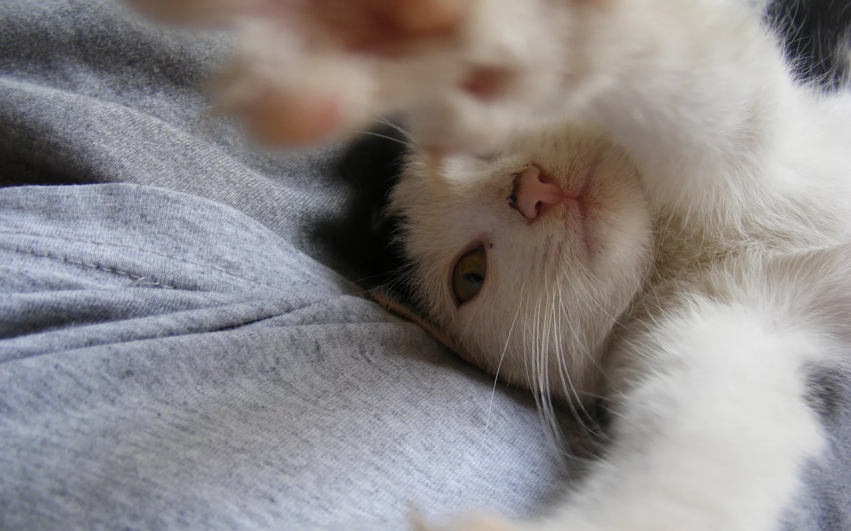 лапки, ласка, кошка