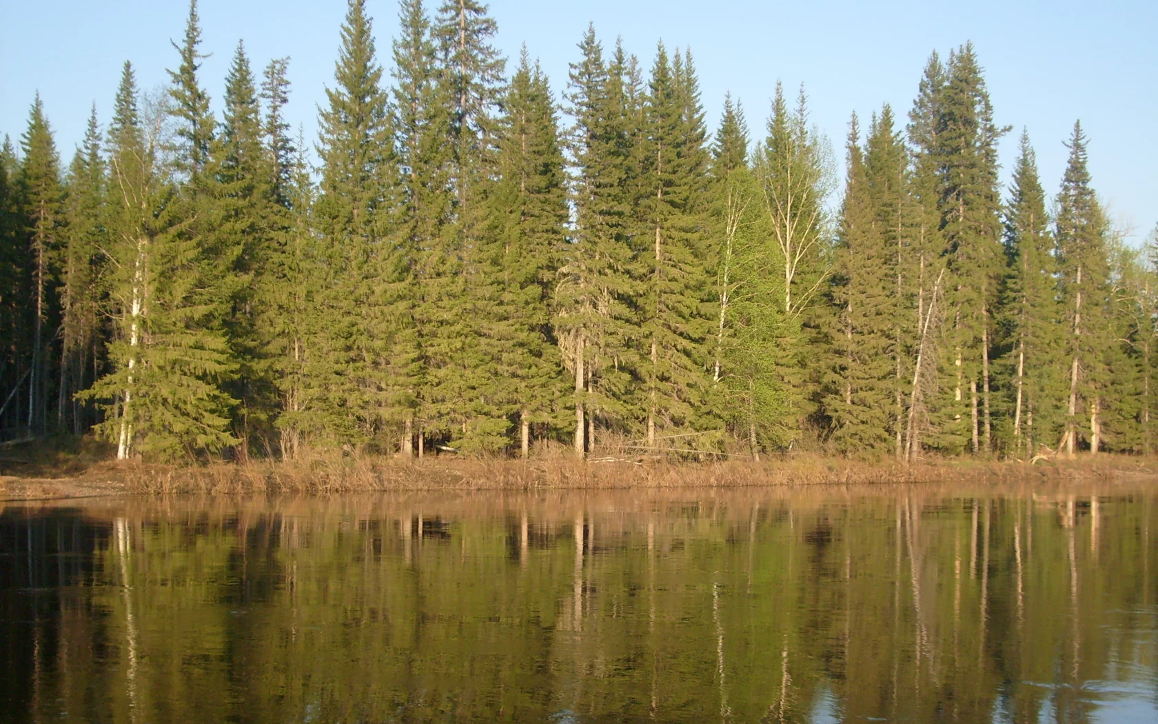 гладь, река, лес