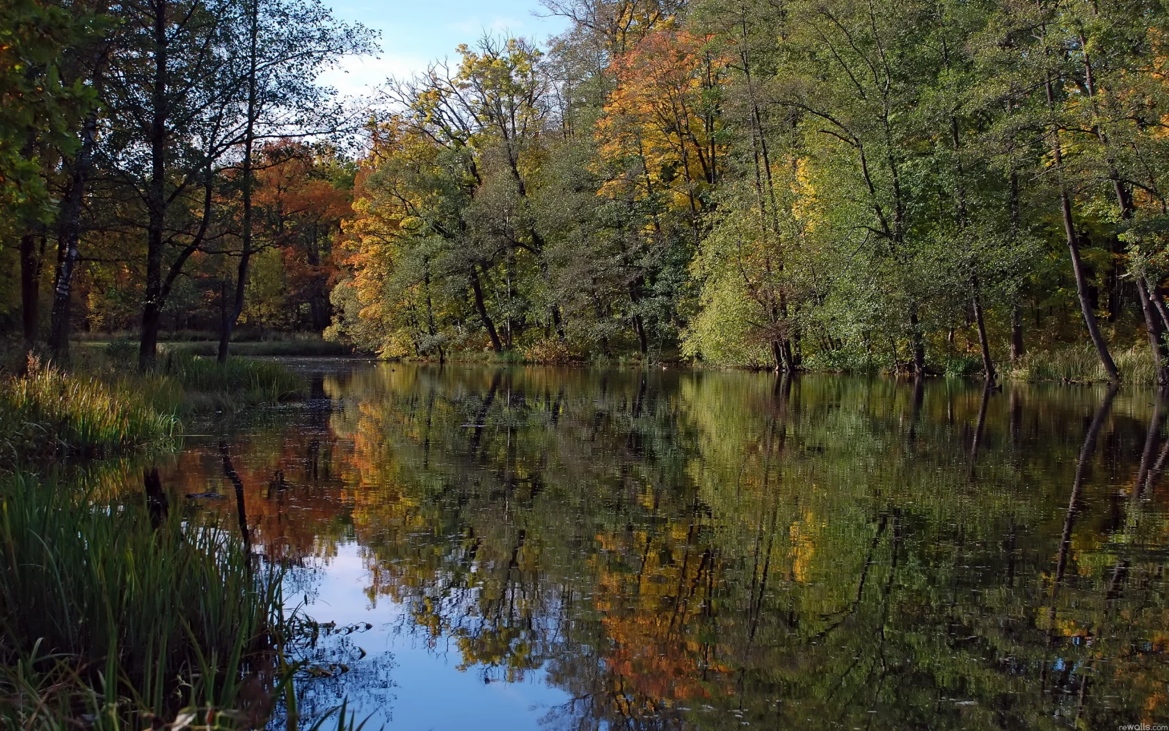 деревья, река, лес, природа