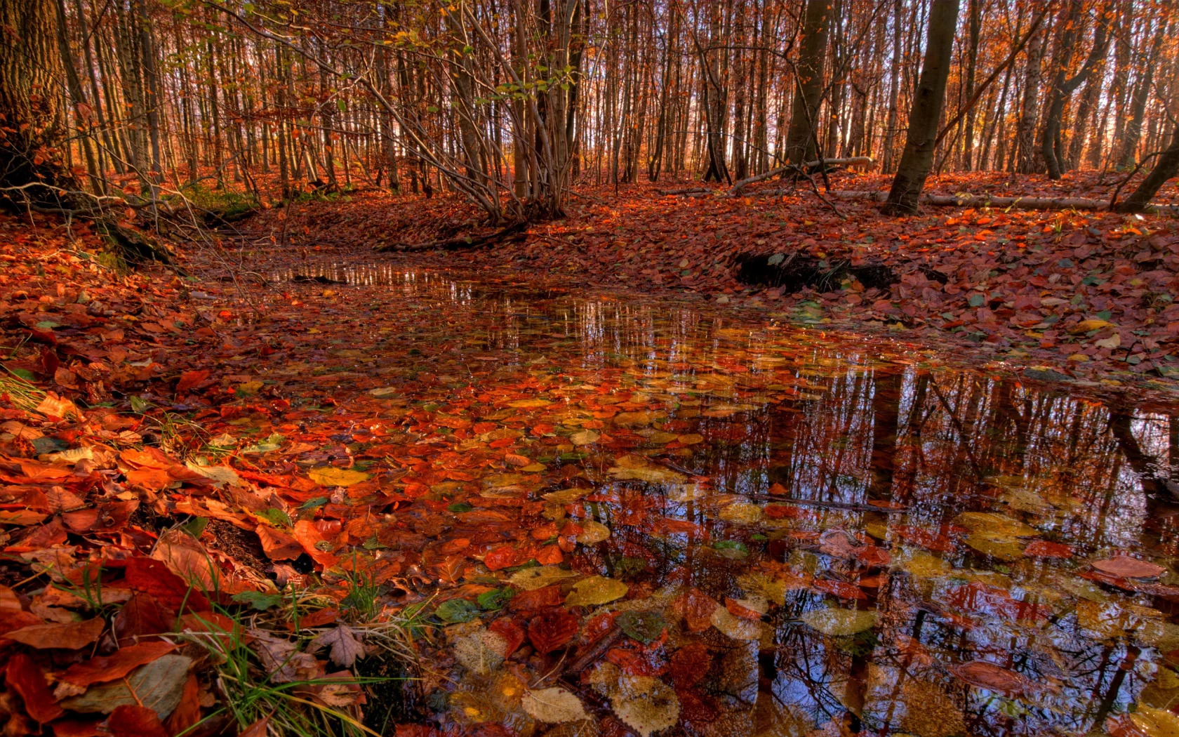 листья, вода, осень