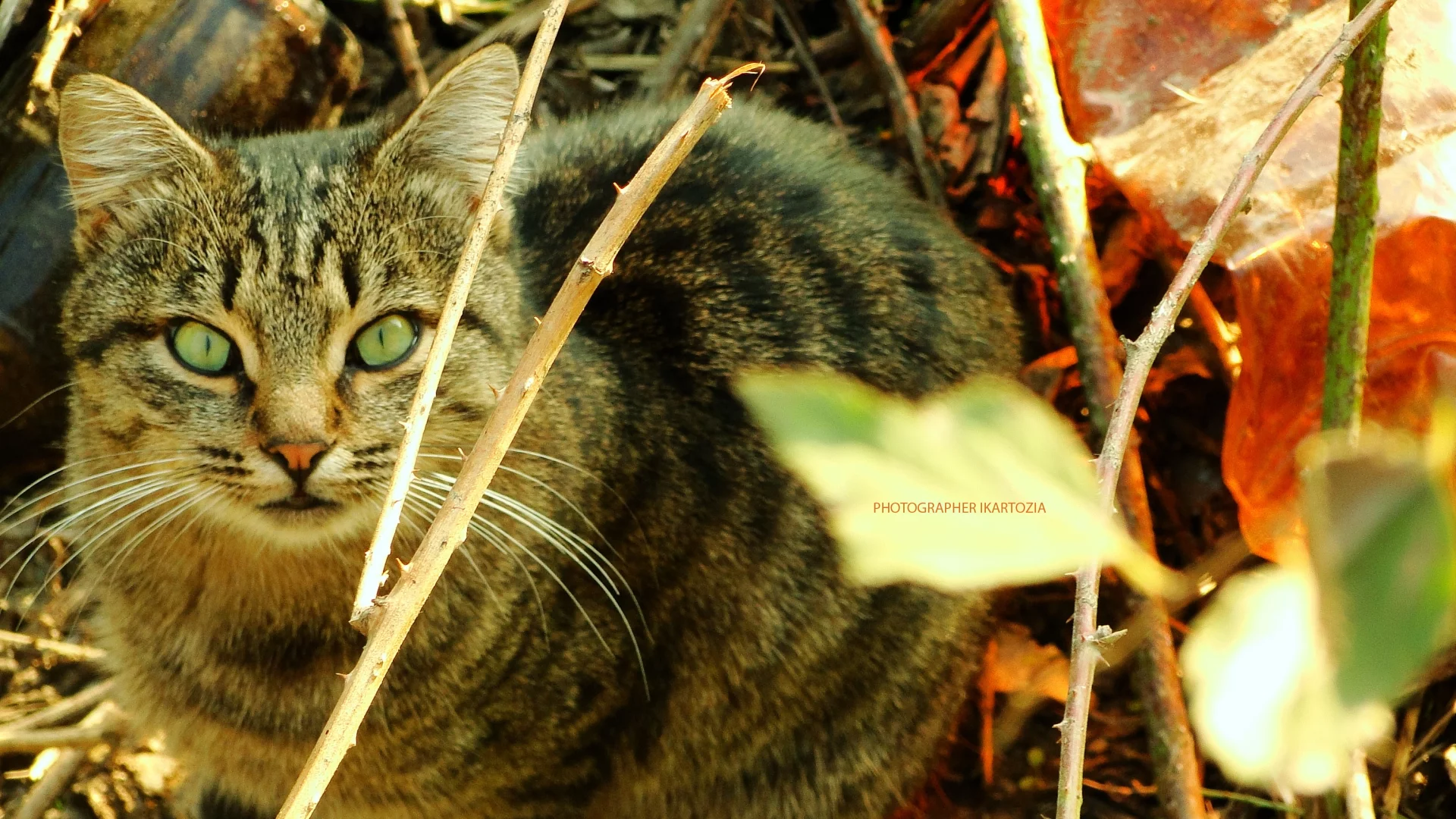 кошка, животное, Beatiful, Cat