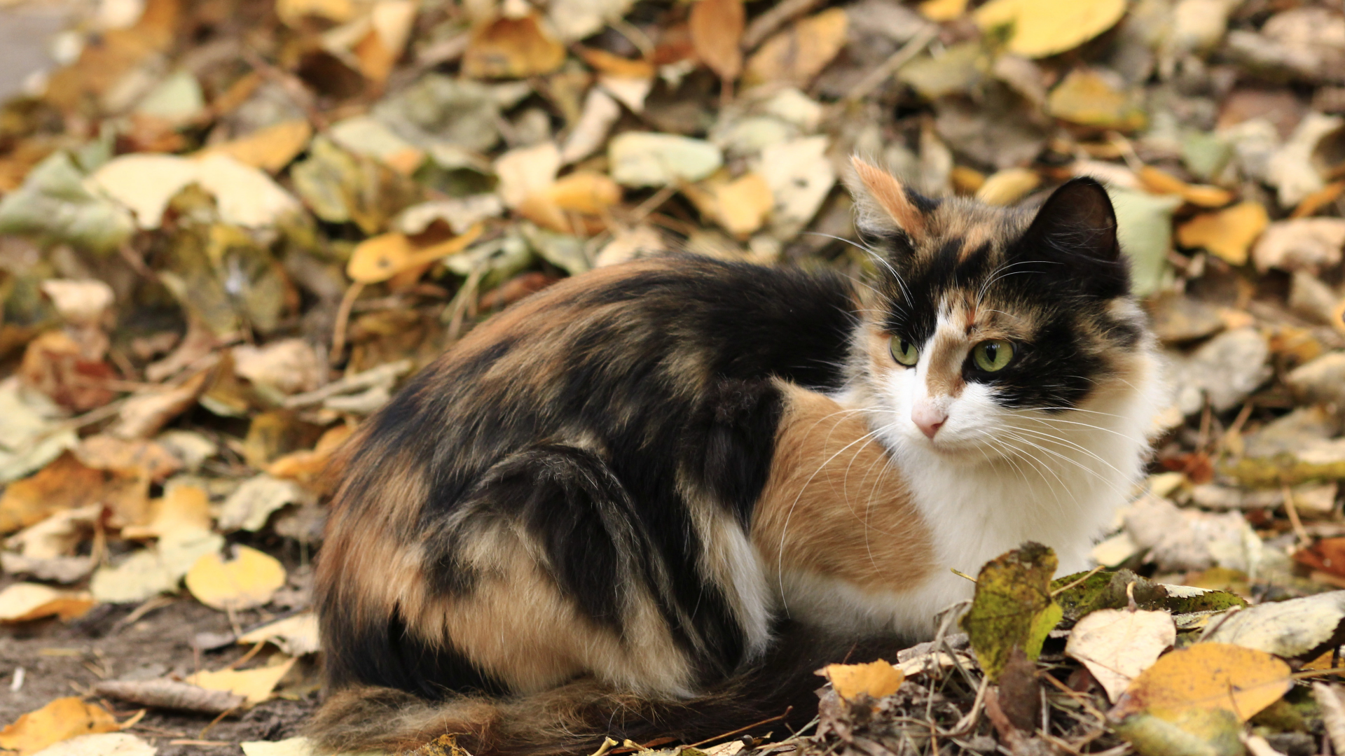 Известно что трехшерстные кошки всегда самки. Трёхцветная кошка. Черный белый и рыжий кот. Котики трехцветные. Чёрно рыжий кот.