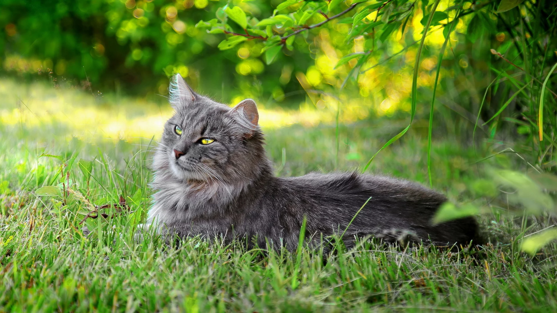 кот, трава, лето