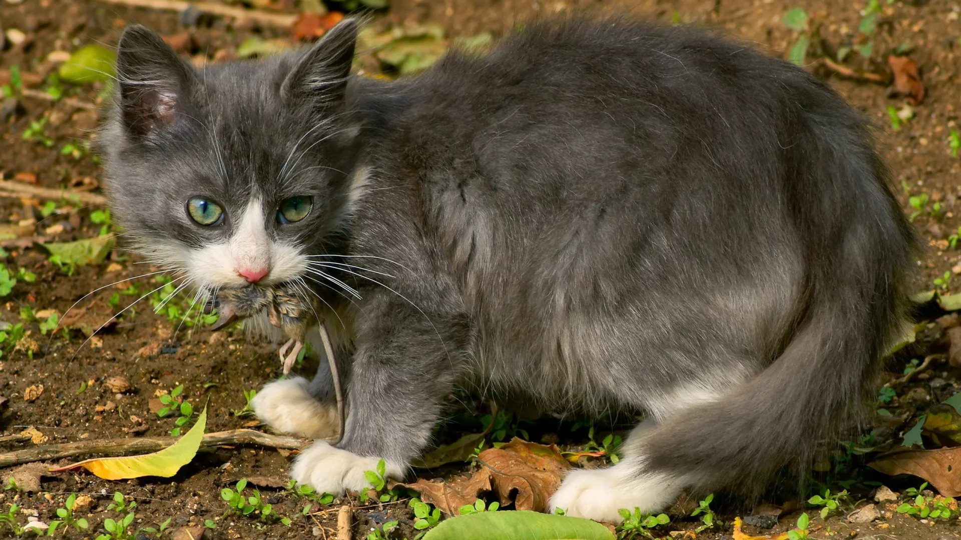 кошка, обед, мышка