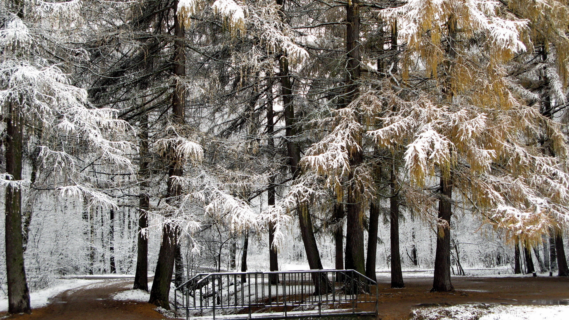 мост, парк, снег, деревья