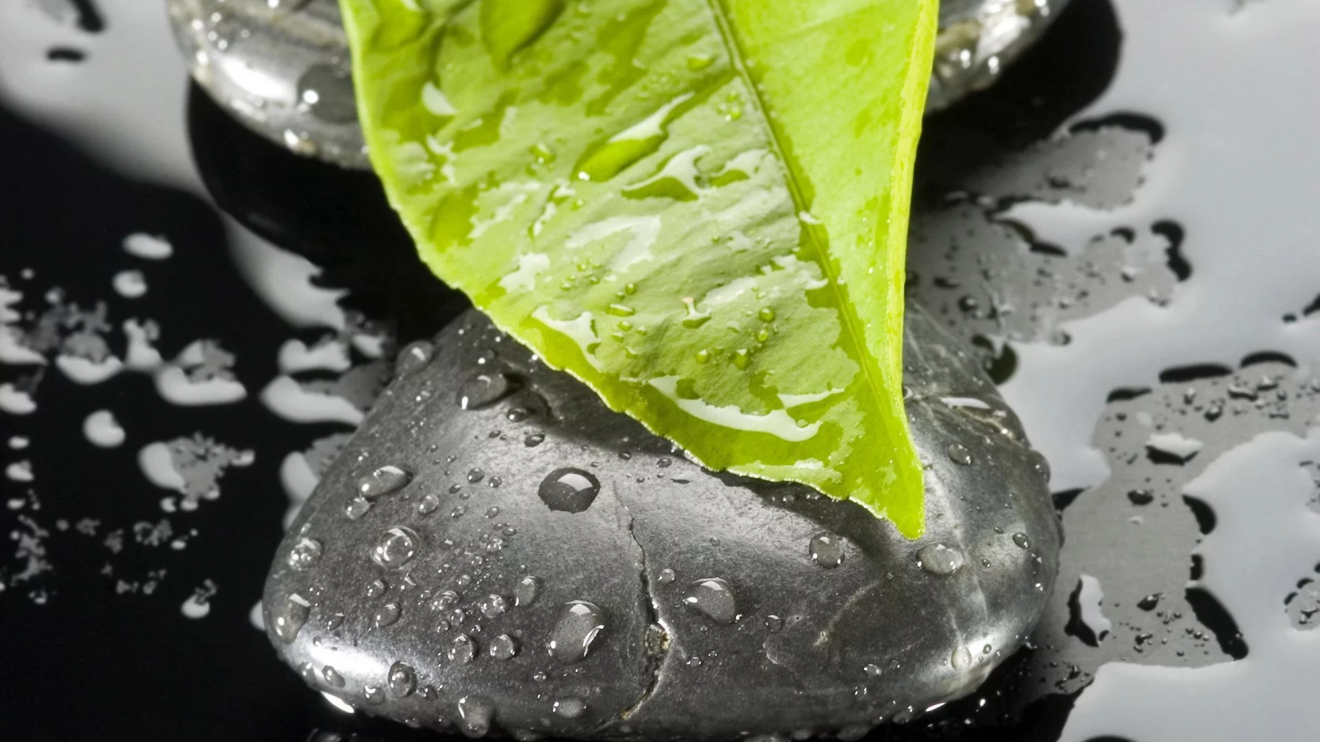 лист, капли, макро, камень, вода