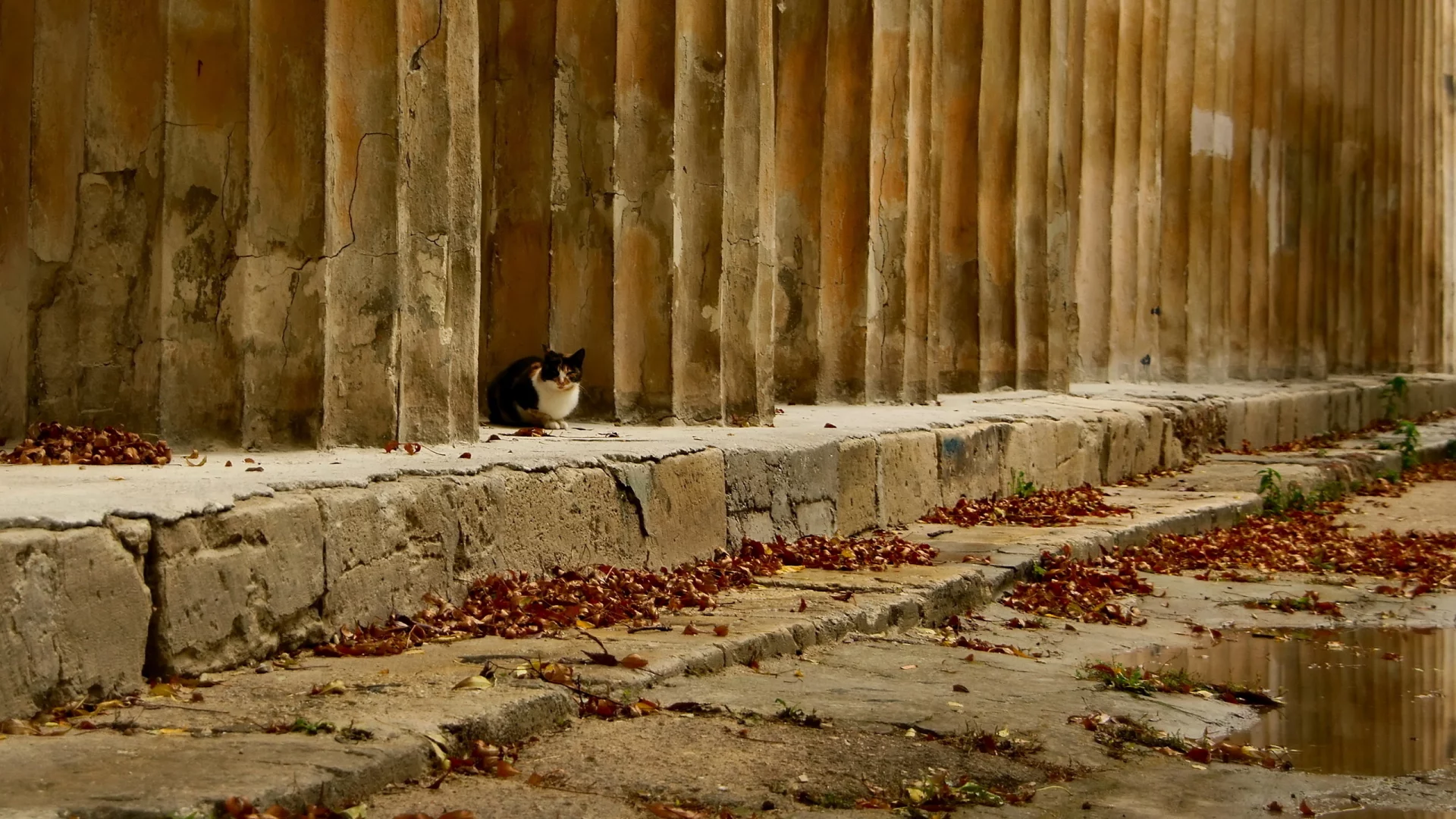 осень, листья, кошка