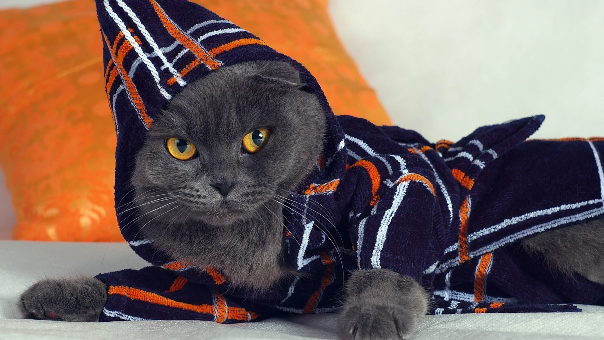 кот, вислоухий, халат