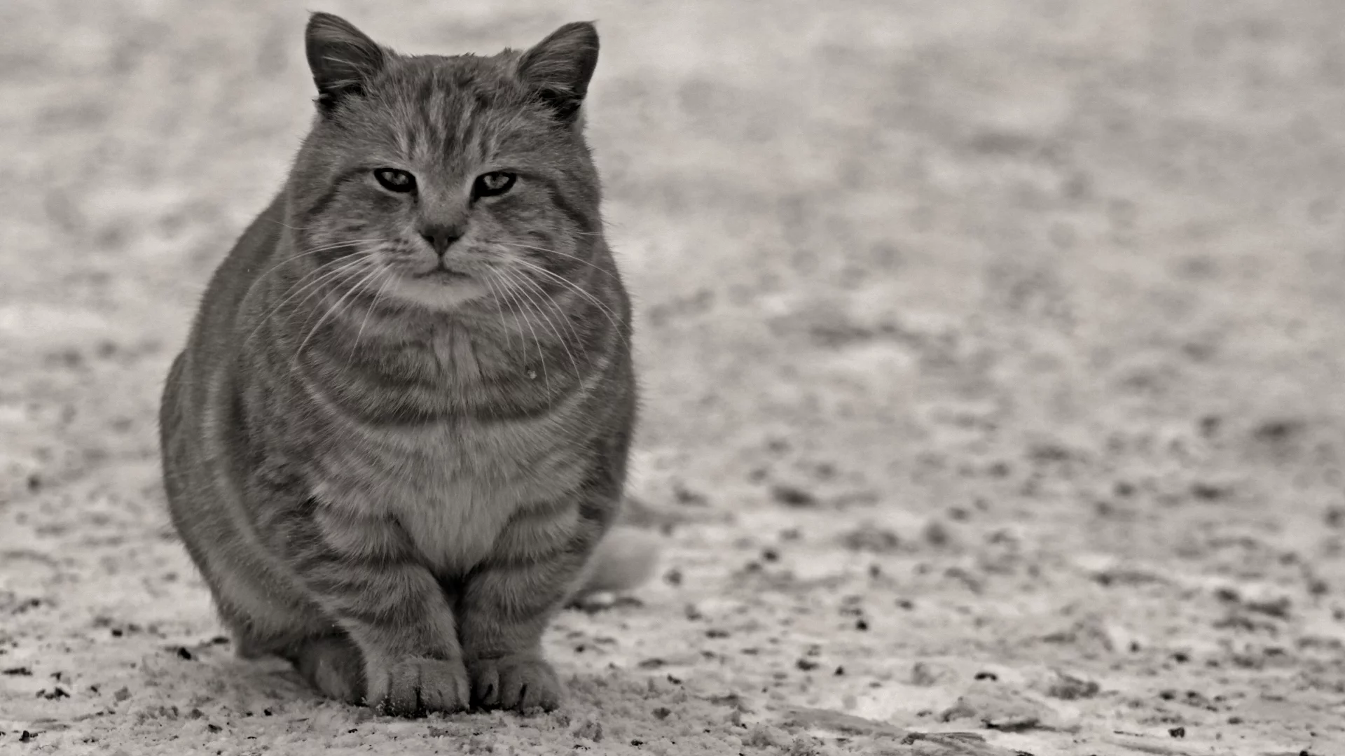 взгляд, лапы, кот
