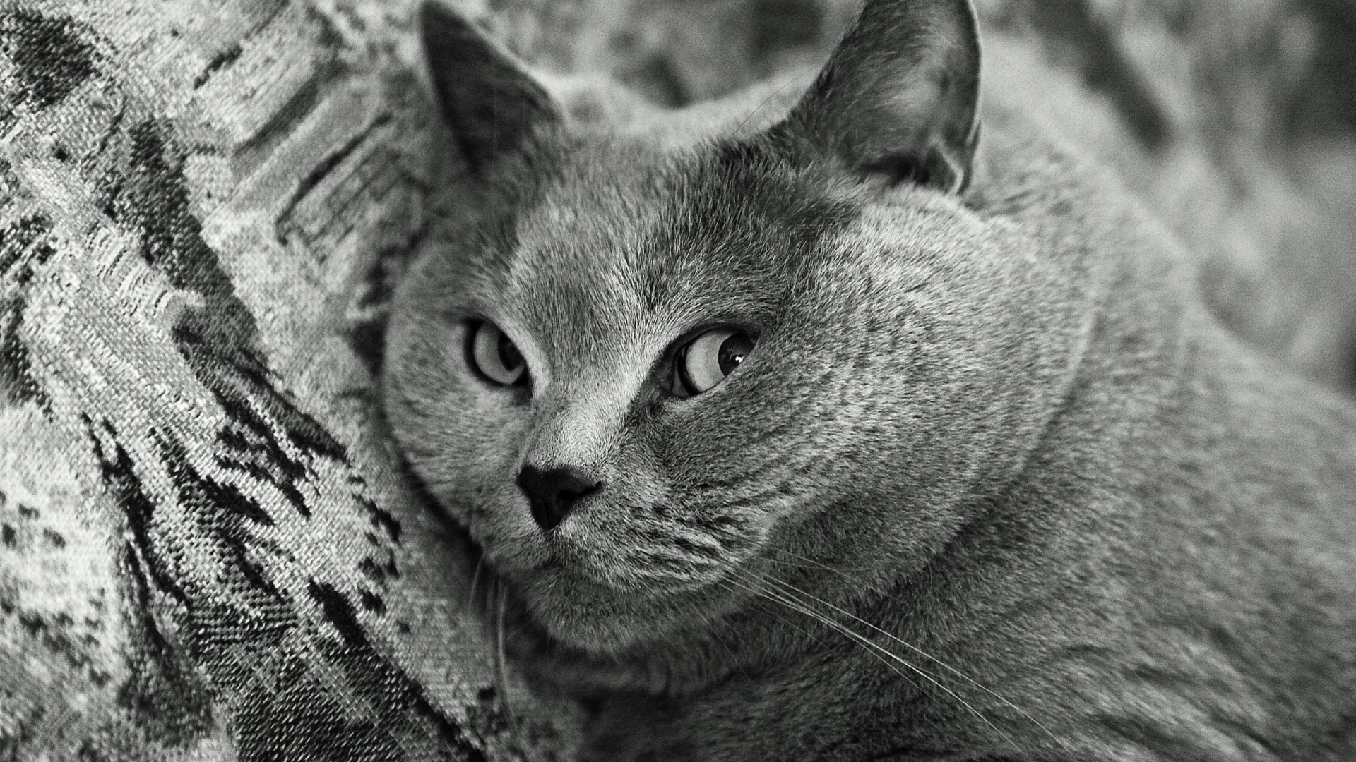 мордочка, британский короткошерстный, порода, чёрно-белое, кот