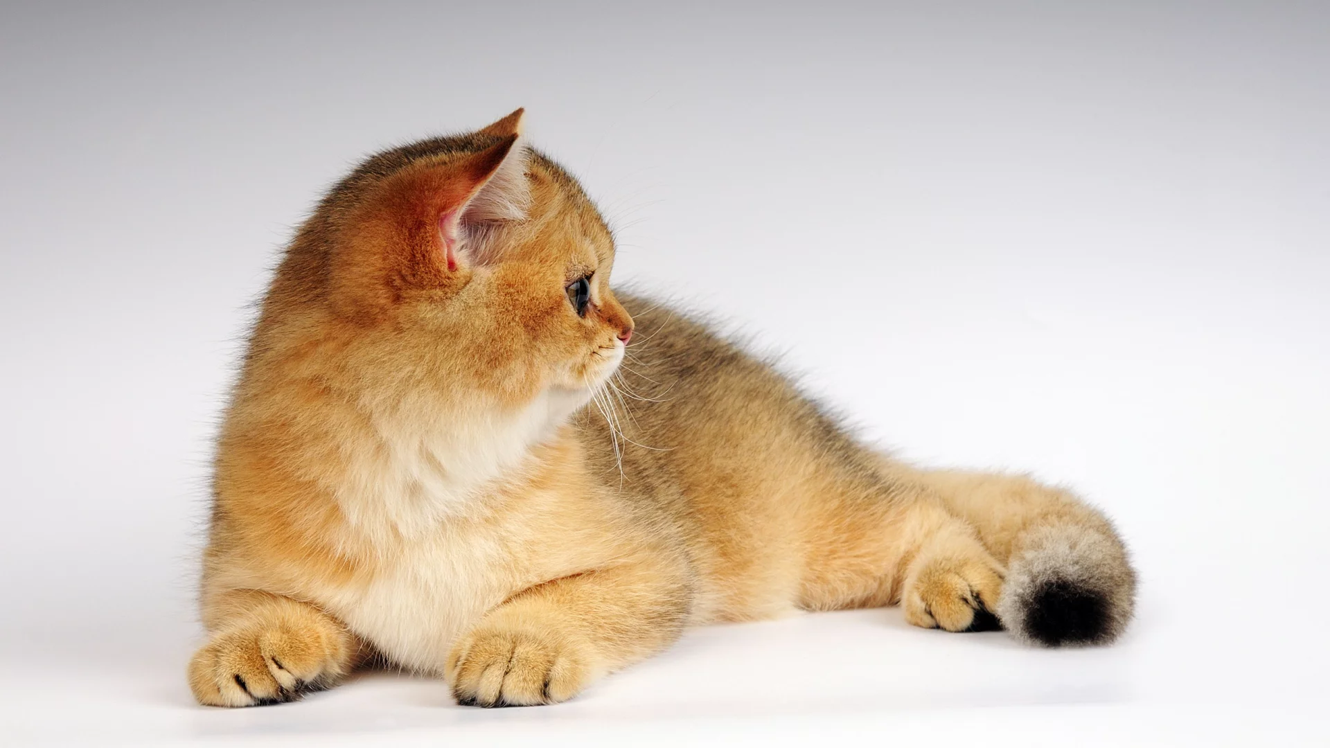 котенок, рыжик, кот