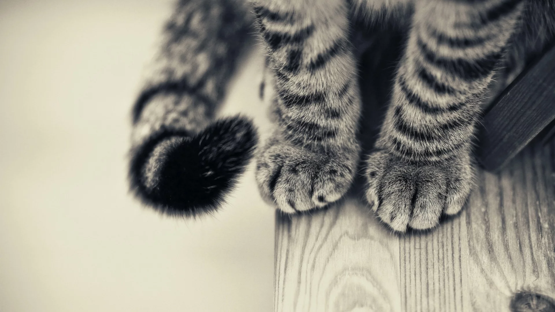 кот, стол, чёрно-белое, лапы