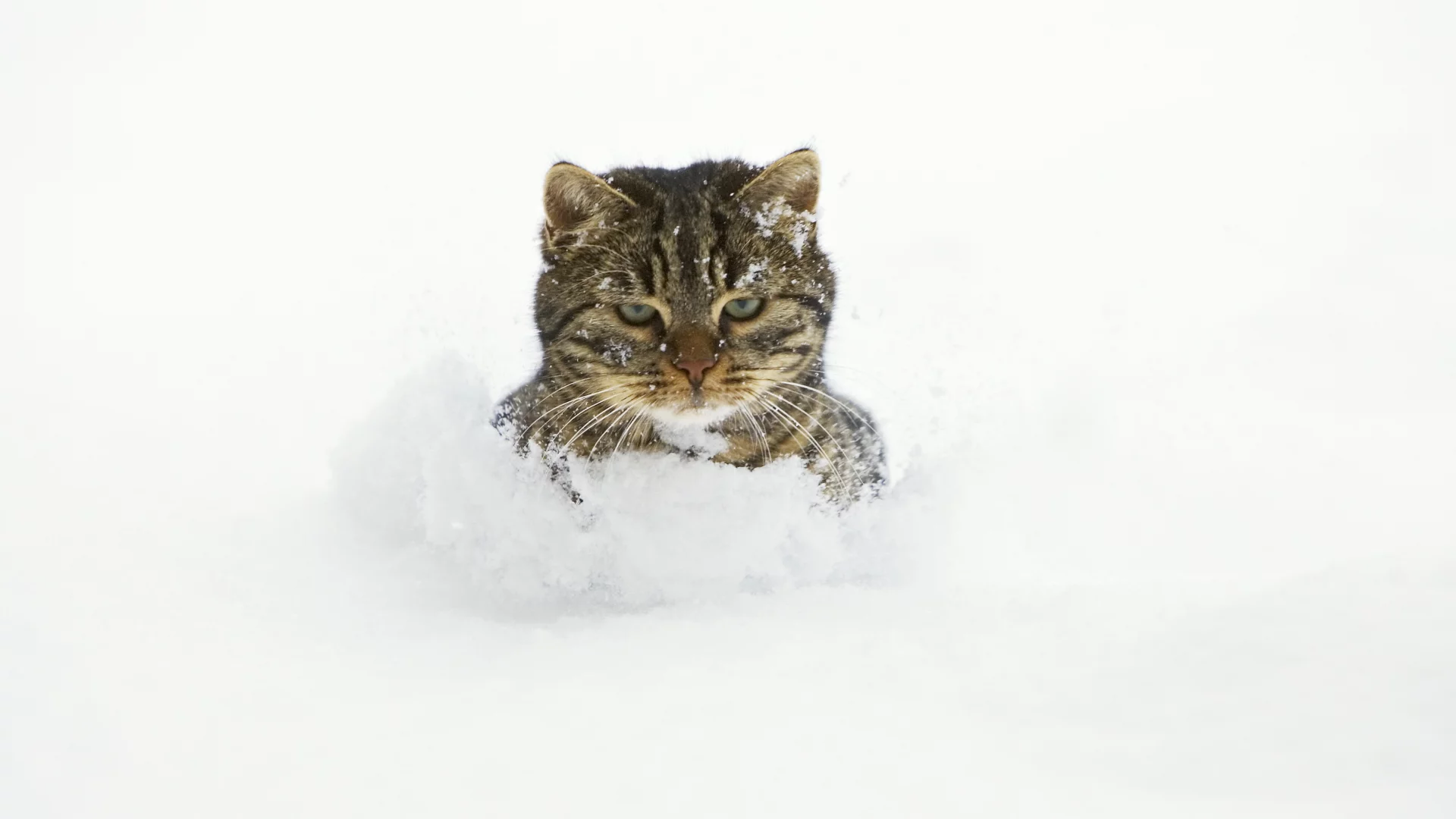 снег, кот, сугробы