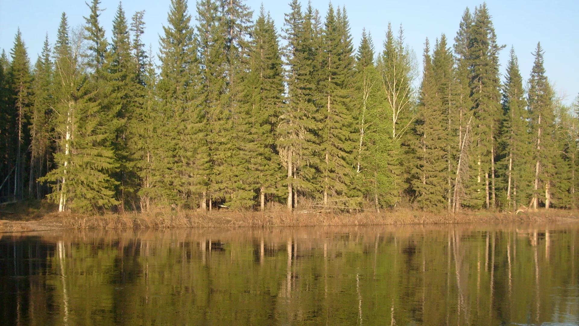 гладь, река, лес