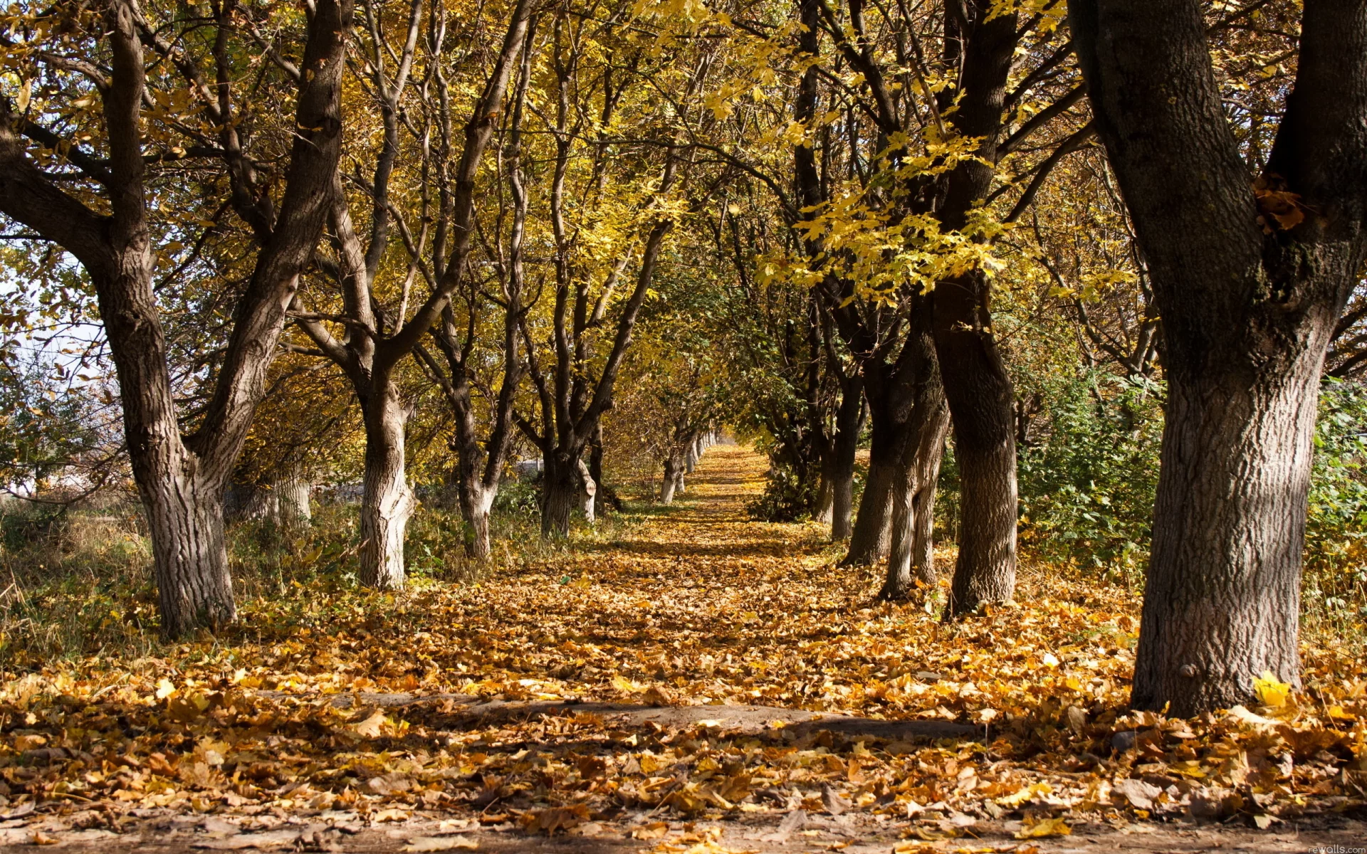 дорога, парк, деревья