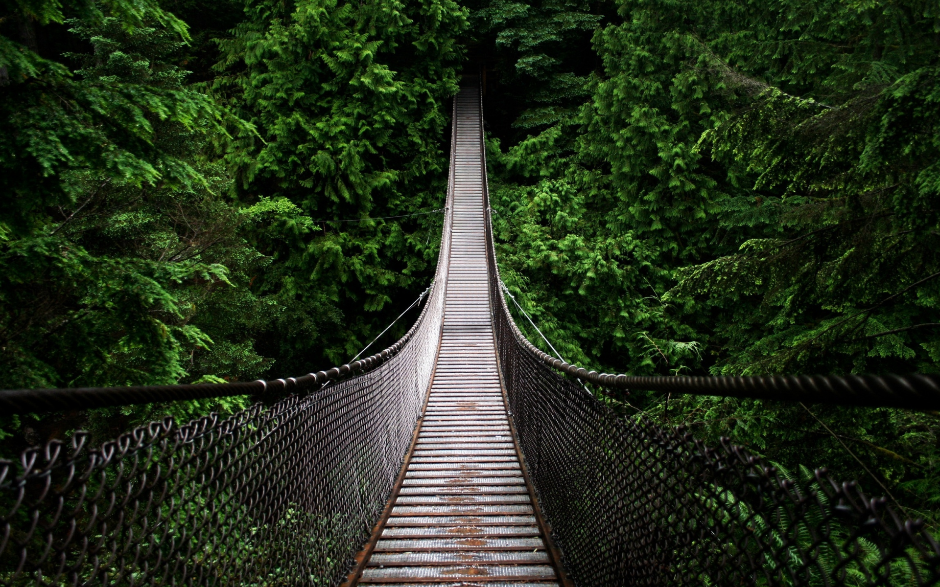 природа, мост, пропасть, лес