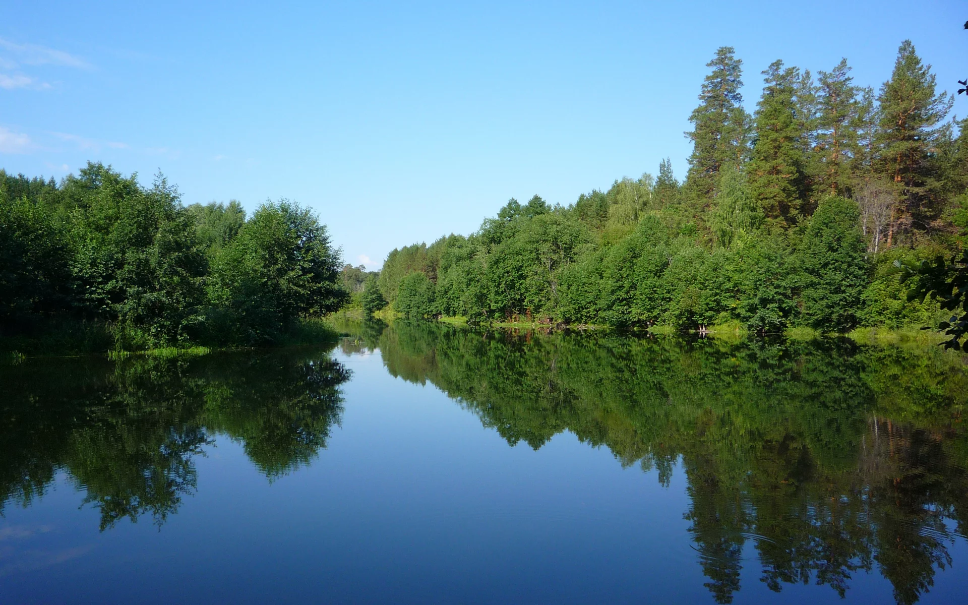 лес, река, утро