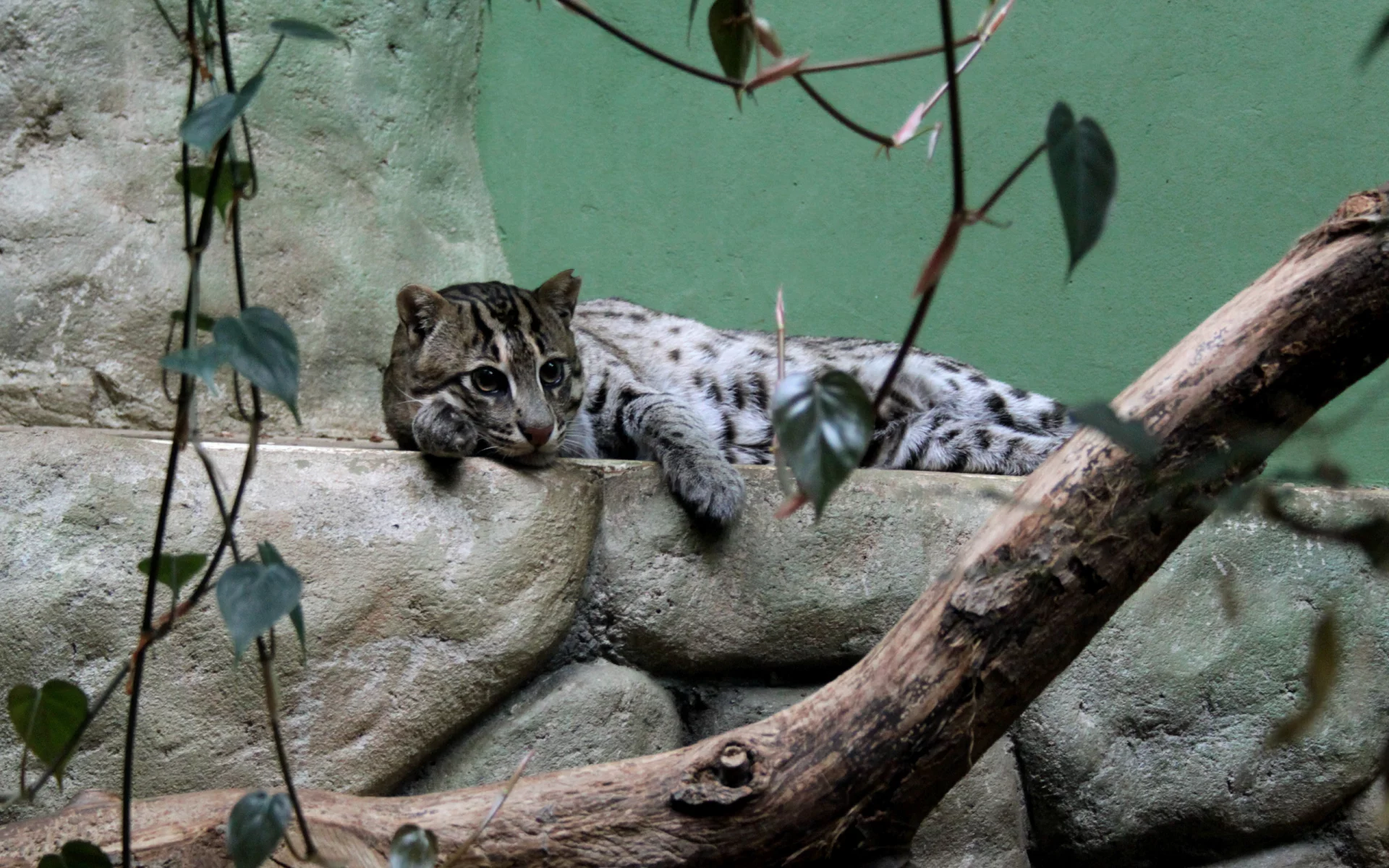 взгляд, камышовый кот, усы, кот