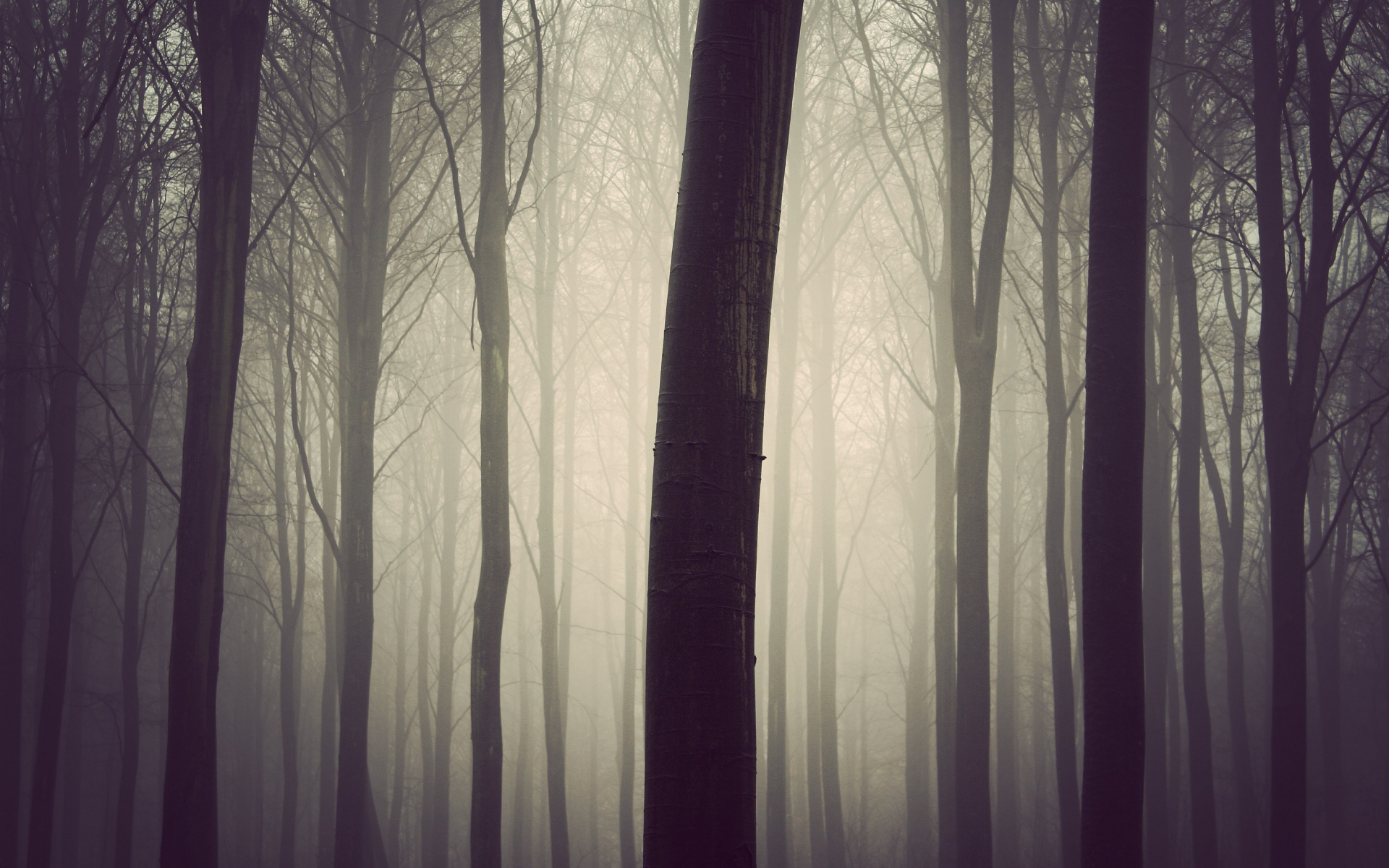 туман, дерево, лес