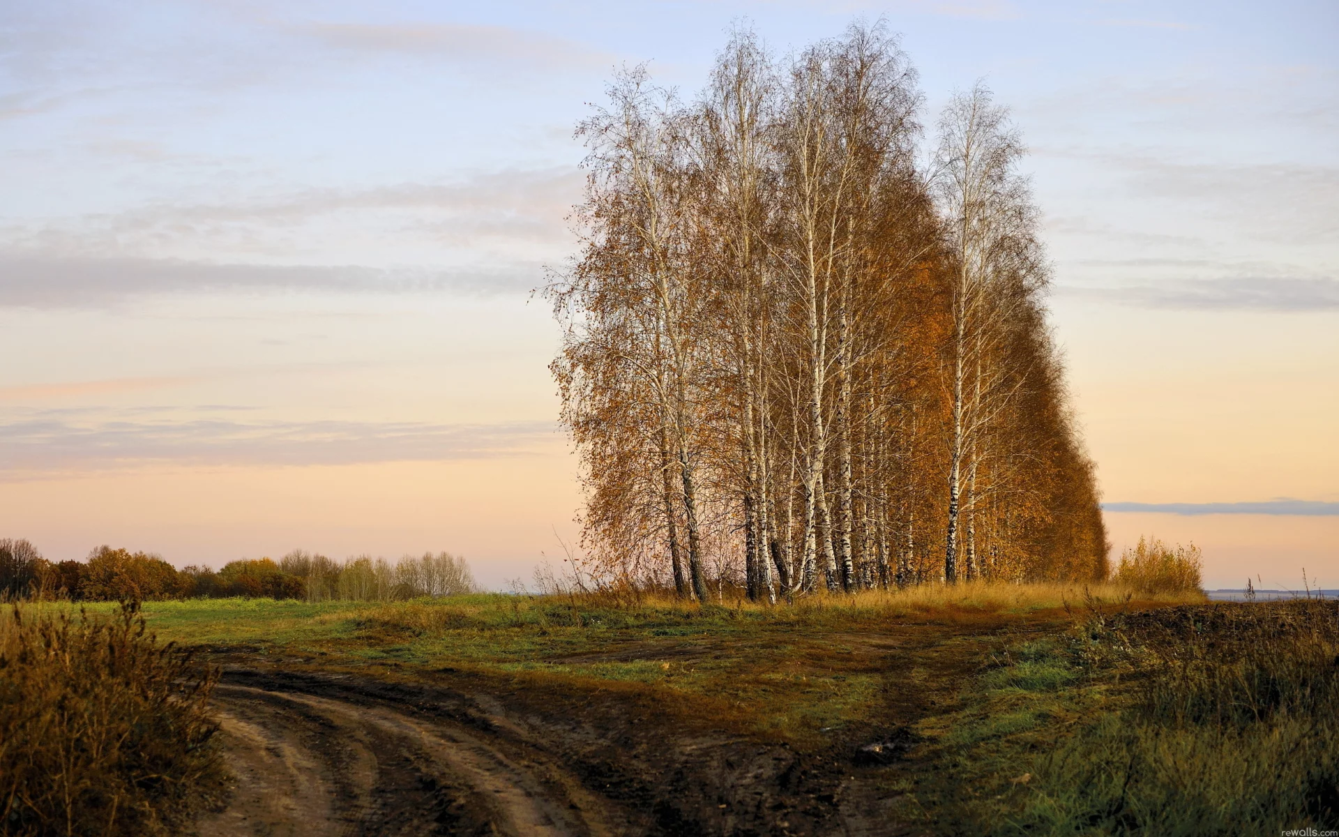 осень, поле, берёзы